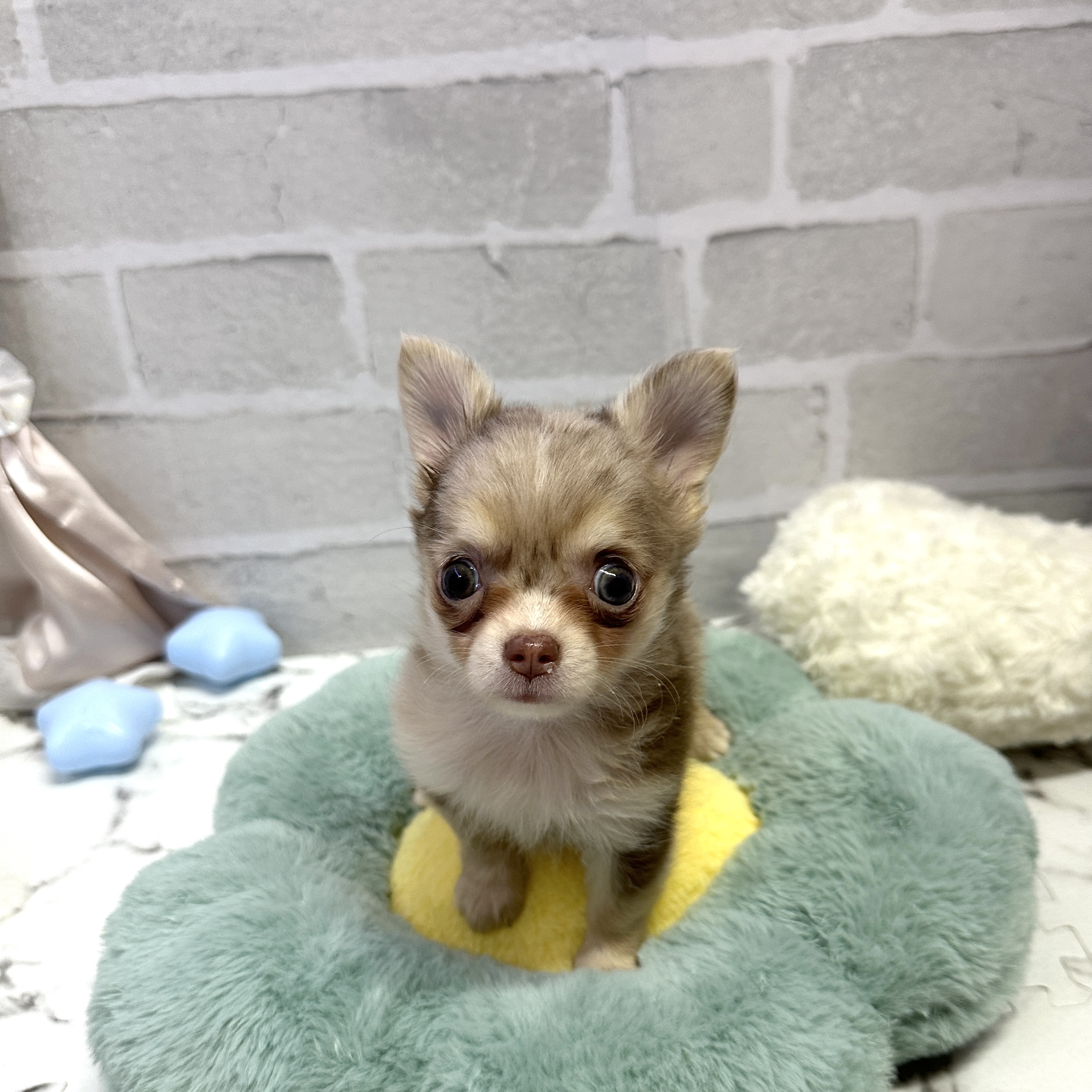 愛知県のチワワ(ロング) (犬の家＆猫の里岡崎店/2025年9月7日生まれ/女の子/チョコレートマール&ホワイト)の子犬の1枚目の画像