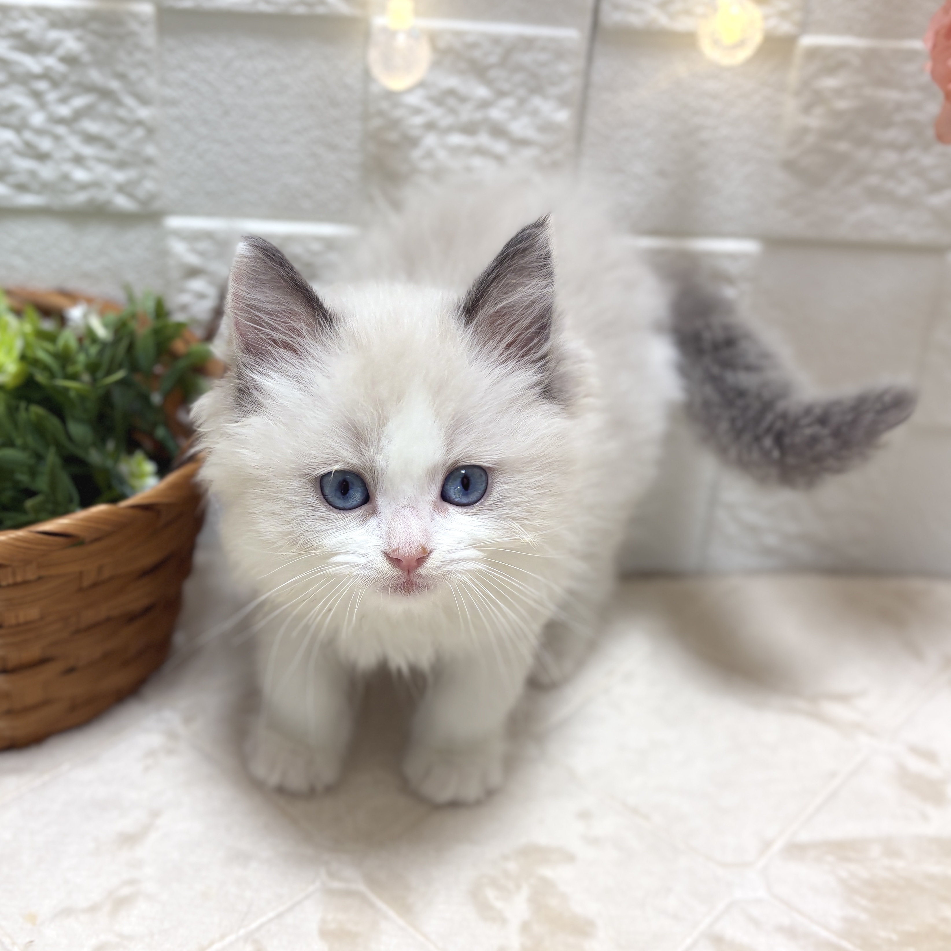 東京都のラグドール (犬の家＆猫の里ペットフォレスト小平店/2026年2月3日生まれ/男の子/ブルーポイントバイカラー)の子猫の3枚目の画像