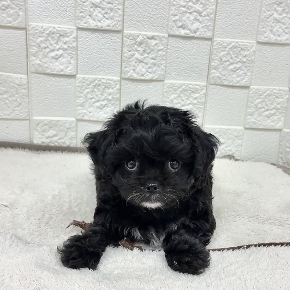 愛知県のチワプー/プーチー(チワワ×プードル) (犬の家＆猫の里碧南店/2025年11月8日生まれ/男の子/ブラック)の子犬の3枚目の画像