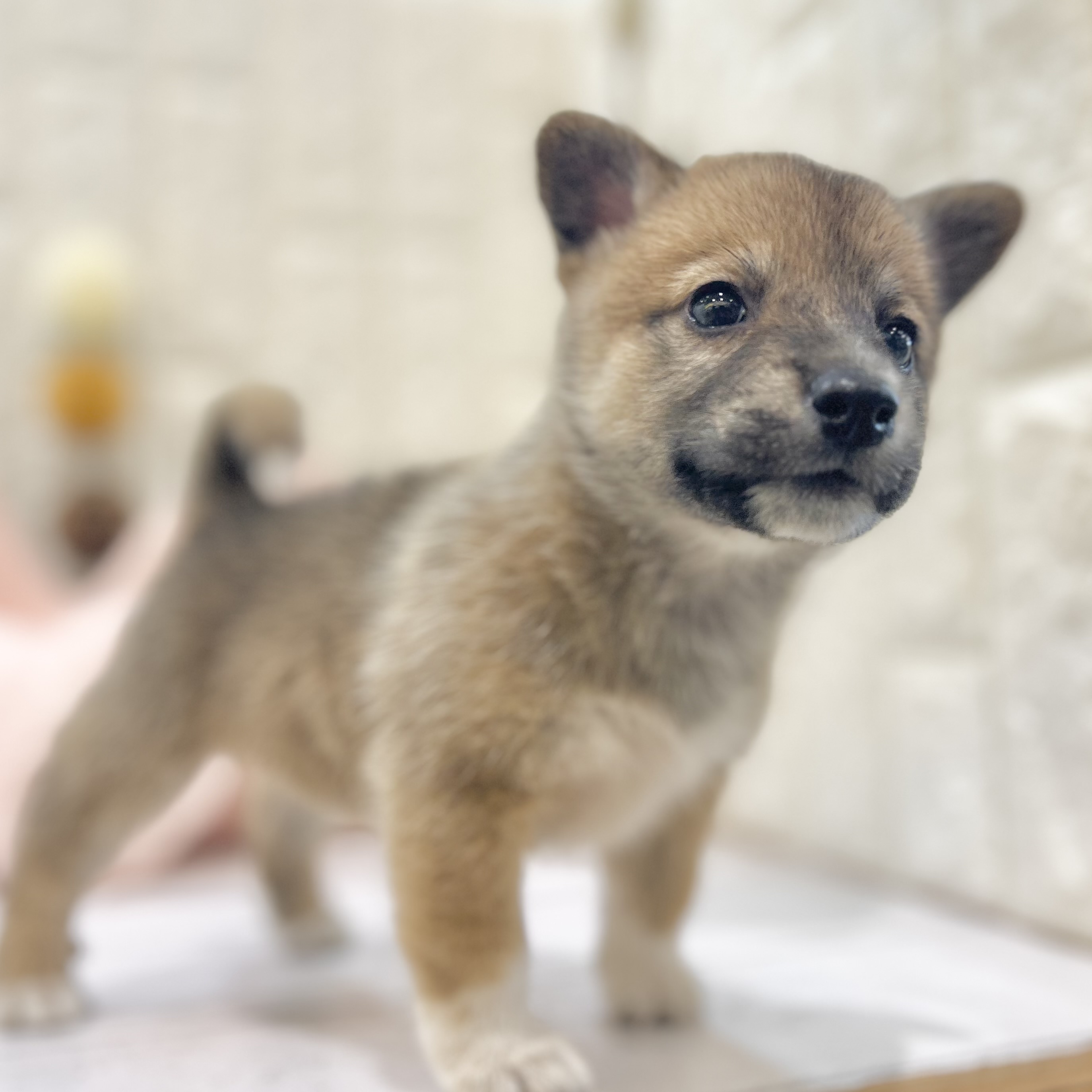 岡山県のハーフ犬・ミックス犬 (犬の家＆猫の里倉敷店/2025年6月20日生まれ/女の子/レッド)の子犬の3枚目の画像