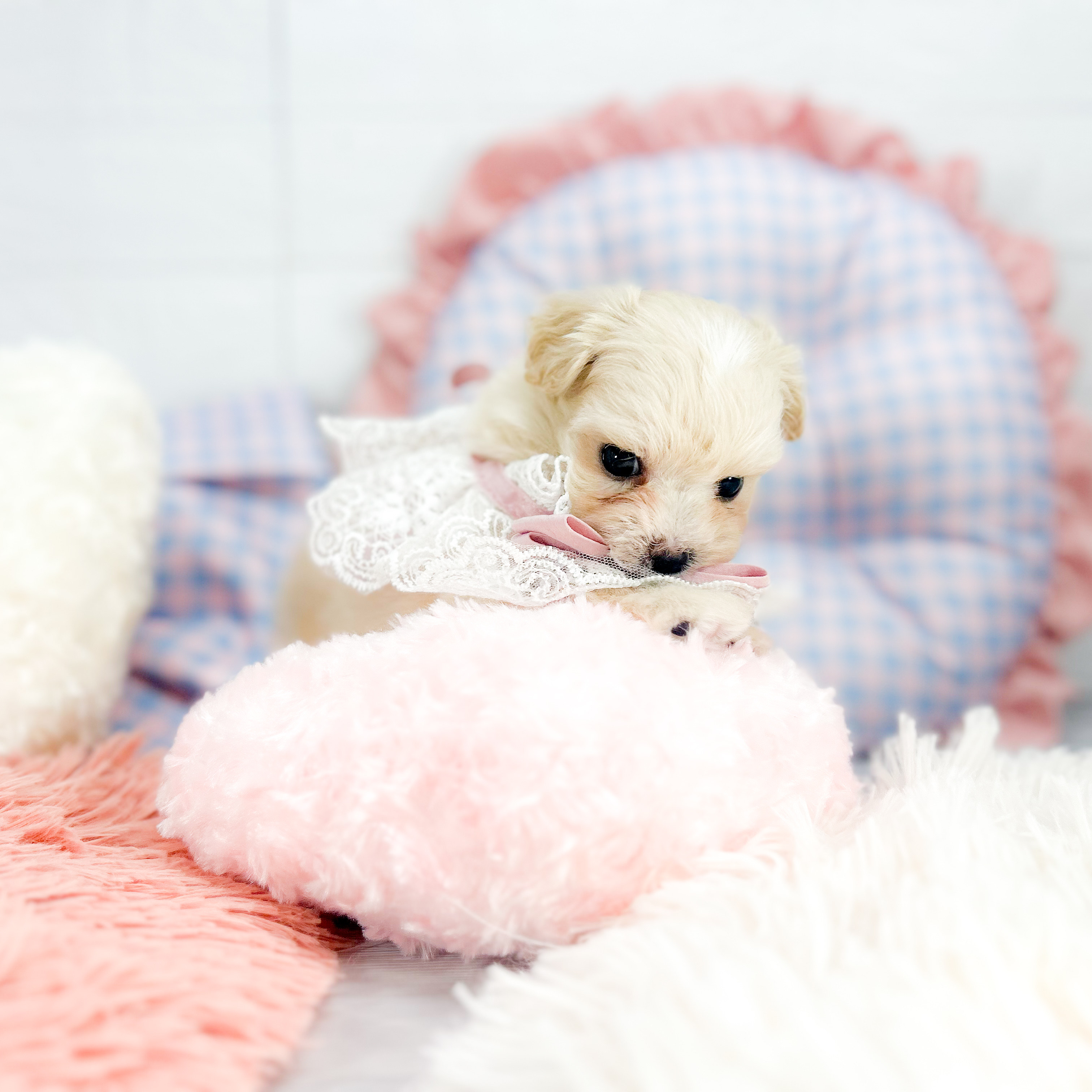 神奈川県のマルプー(マルチーズ×プードル) (犬の家＆猫の里元住吉ブレーメン通り店/2025年7月21日生まれ/女の子/クリーム)の子犬の3枚目の画像