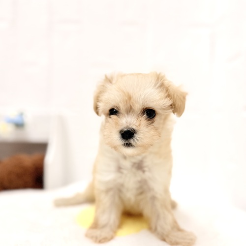 愛知県のマルプー(マルチーズ×プードル) (犬の家＆猫の里豊川インター店/2026年4月24日生まれ/女の子/クリーム)の子犬の3枚目の画像