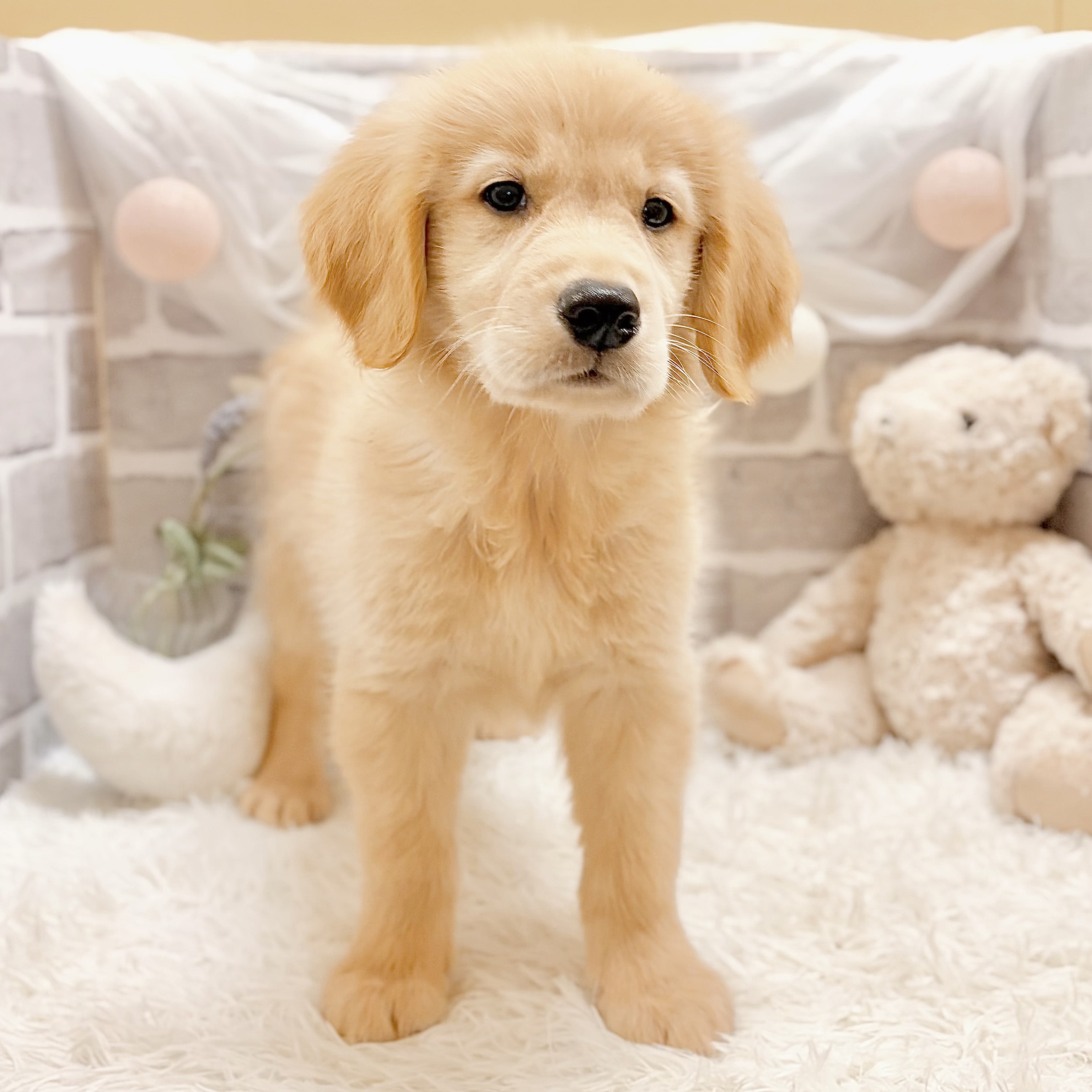 兵庫県のゴールデンレトリバー (犬の家＆猫の里神戸店/2026年4月18日生まれ/女の子/ゴールデン)の子犬の3枚目の画像