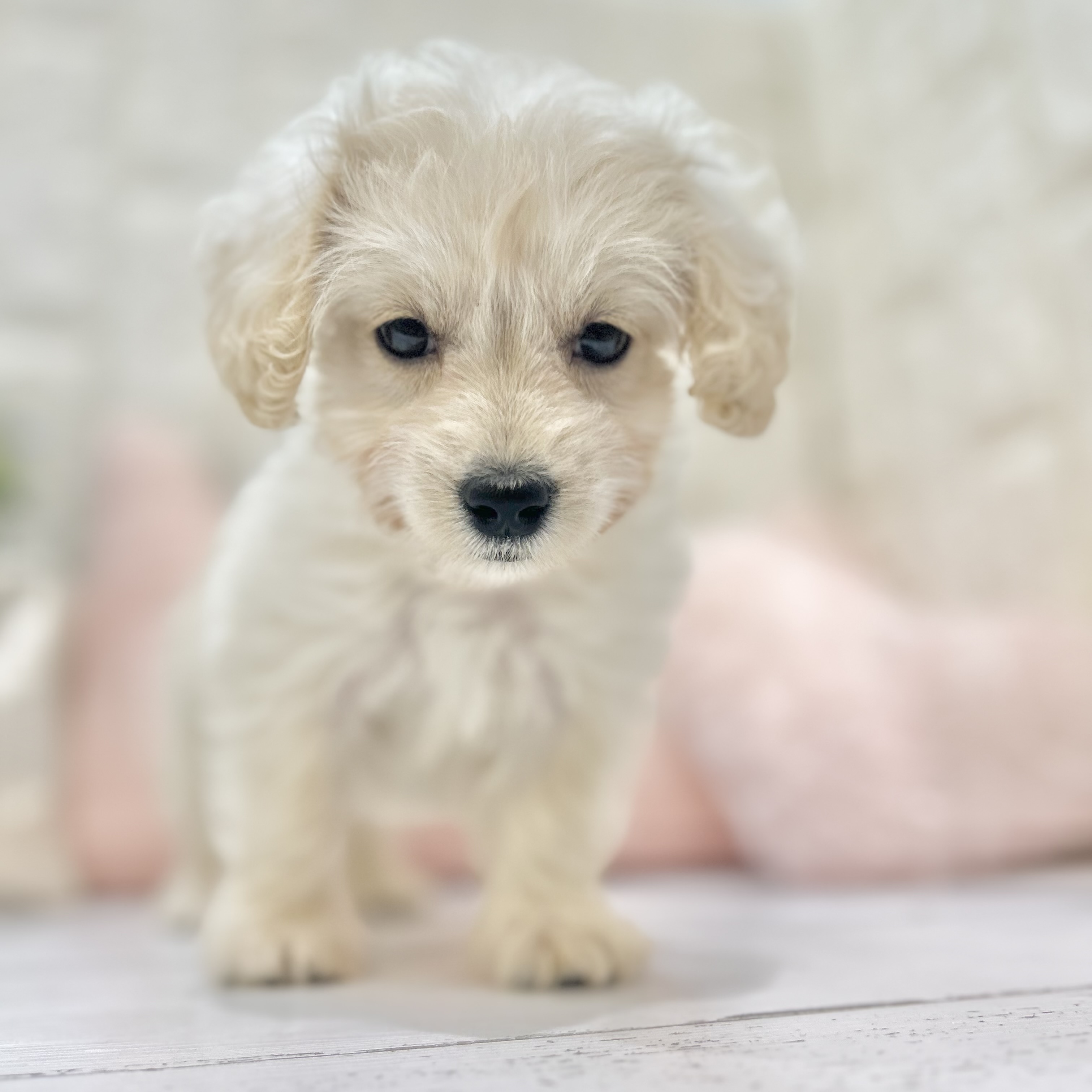 岡山県のハーフ犬・ミックス犬 (犬の家＆猫の里倉敷店/2025年6月8日生まれ/女の子/クリーム)の子犬の1枚目の画像