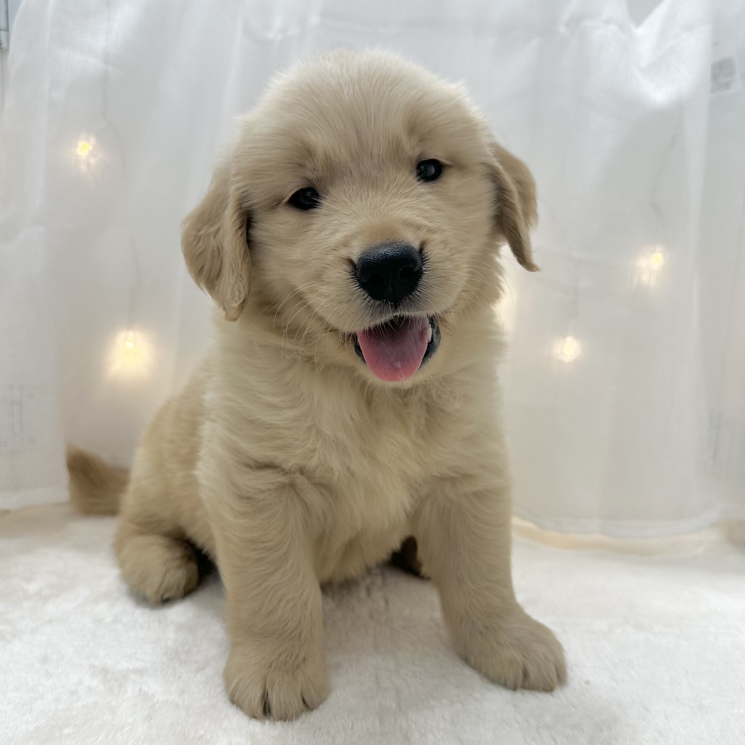 千葉県のゴールデンレトリバー (犬の家＆猫の里BIGHOPガーデンモール印西店/2025年5月20日生まれ/男の子/ゴールデン)の子犬の1枚目の画像