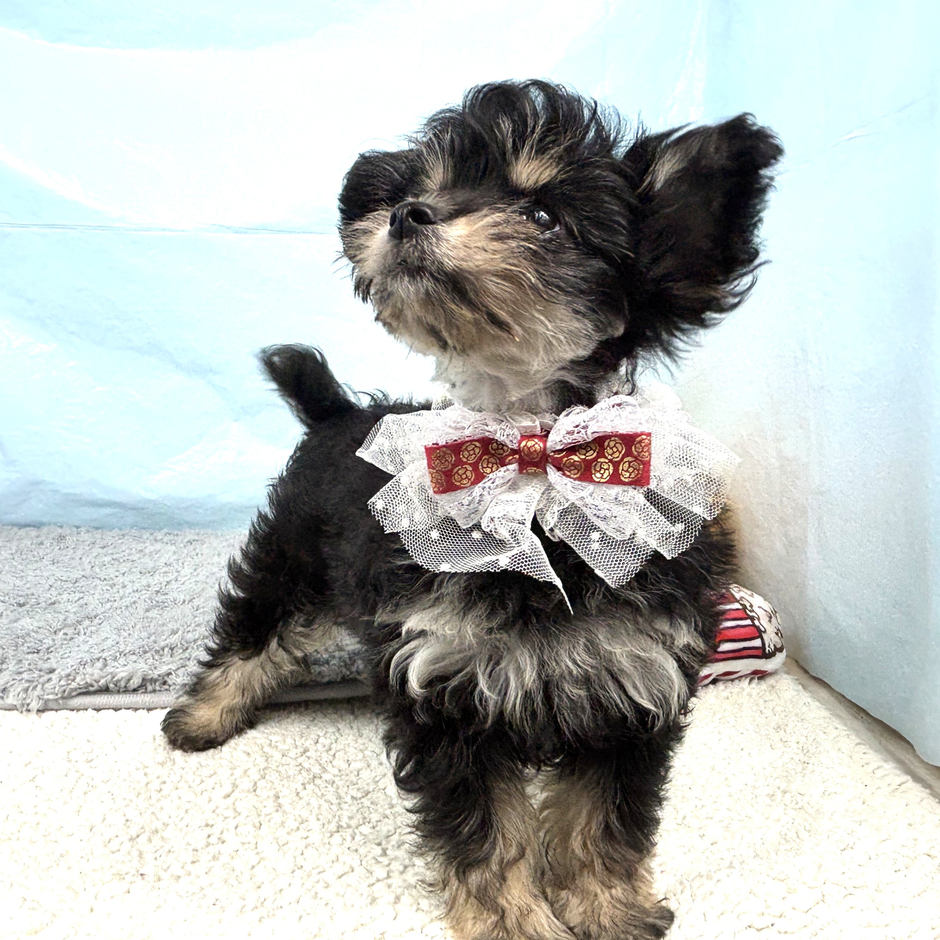 兵庫県のチワプー/プーチー(チワワ×プードル) (犬の家＆猫の里川西店/2025年10月28日生まれ/女の子/ブラッククリーム)の子犬の3枚目の画像