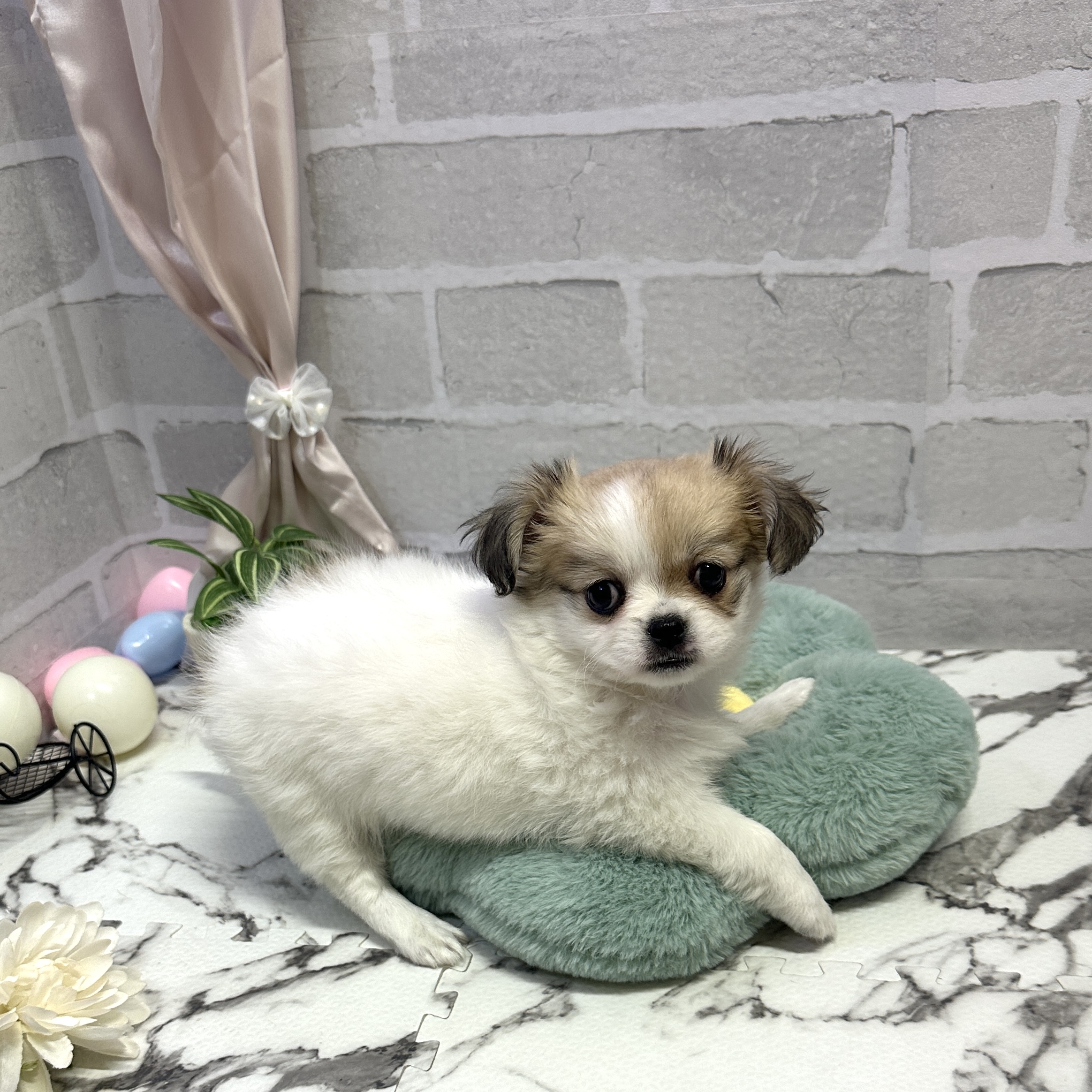 愛知県のチワペキ/ペキチー/ペキチワ(チワワ×ペキニーズ) (犬の家＆猫の里岡崎店/2025年9月7日生まれ/女の子/ホワイトフォーン)の子犬の3枚目の画像