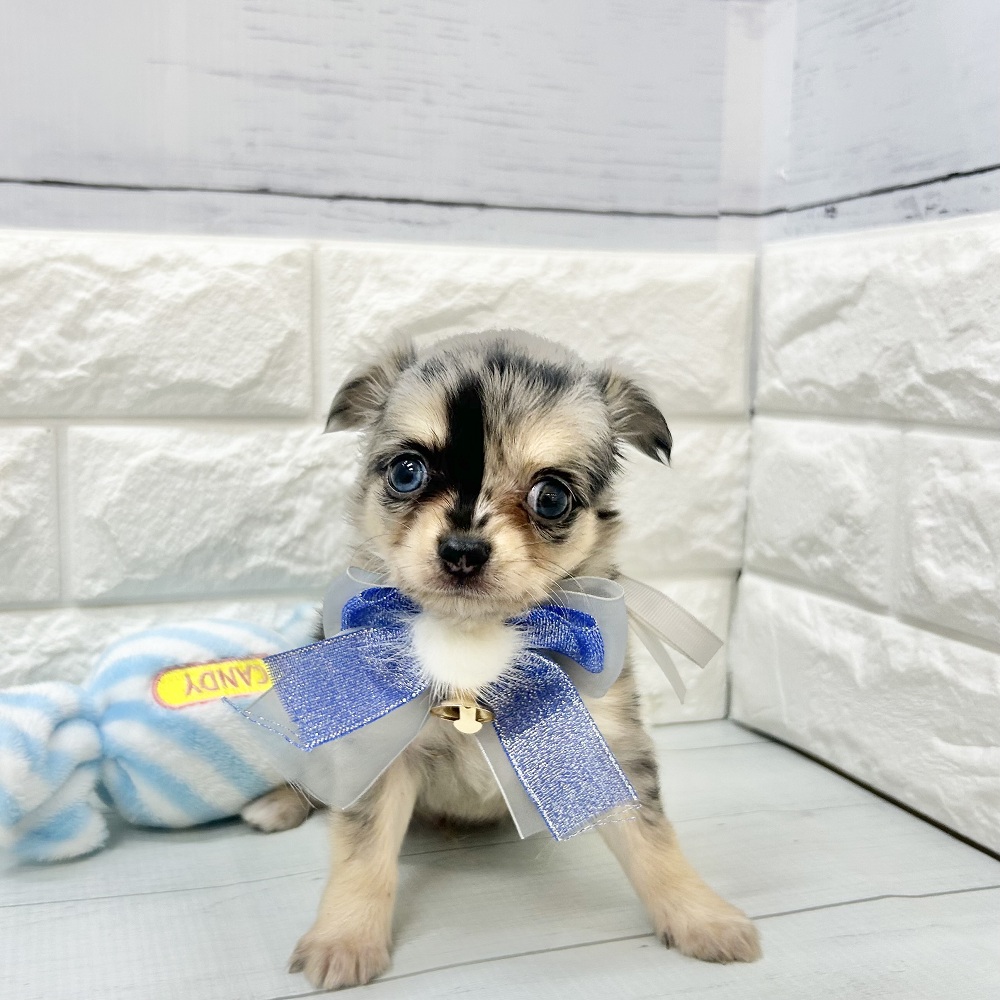 静岡県のチワワ(ロング) (犬の家＆猫の里アミーゴ浜松和田店/2026年7月21日生まれ/男の子/ブルーマールホワイト)の子犬の3枚目の画像