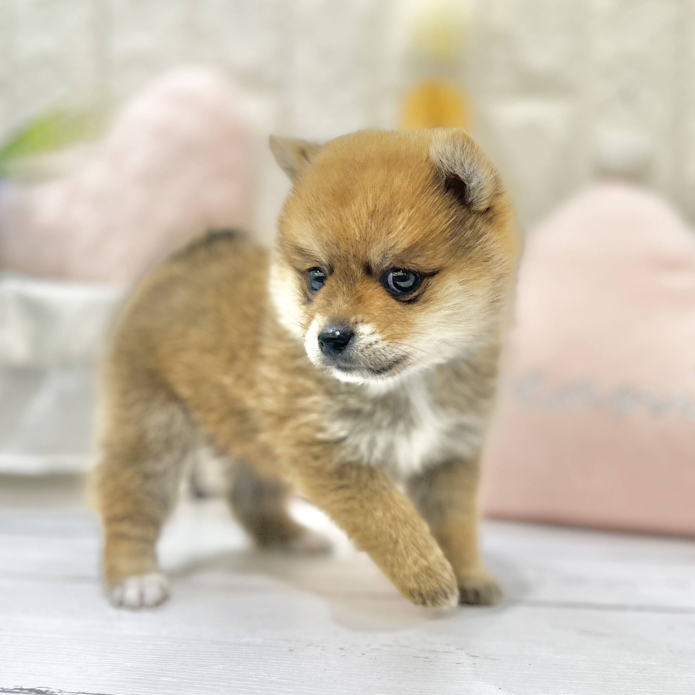 岡山県のポメ柴/豆ポメ/ポメ豆柴(ポメラニアン×柴犬) (犬の家＆猫の里倉敷店/2025年6月27日生まれ/男の子/オレンジ)の子犬の3枚目の画像