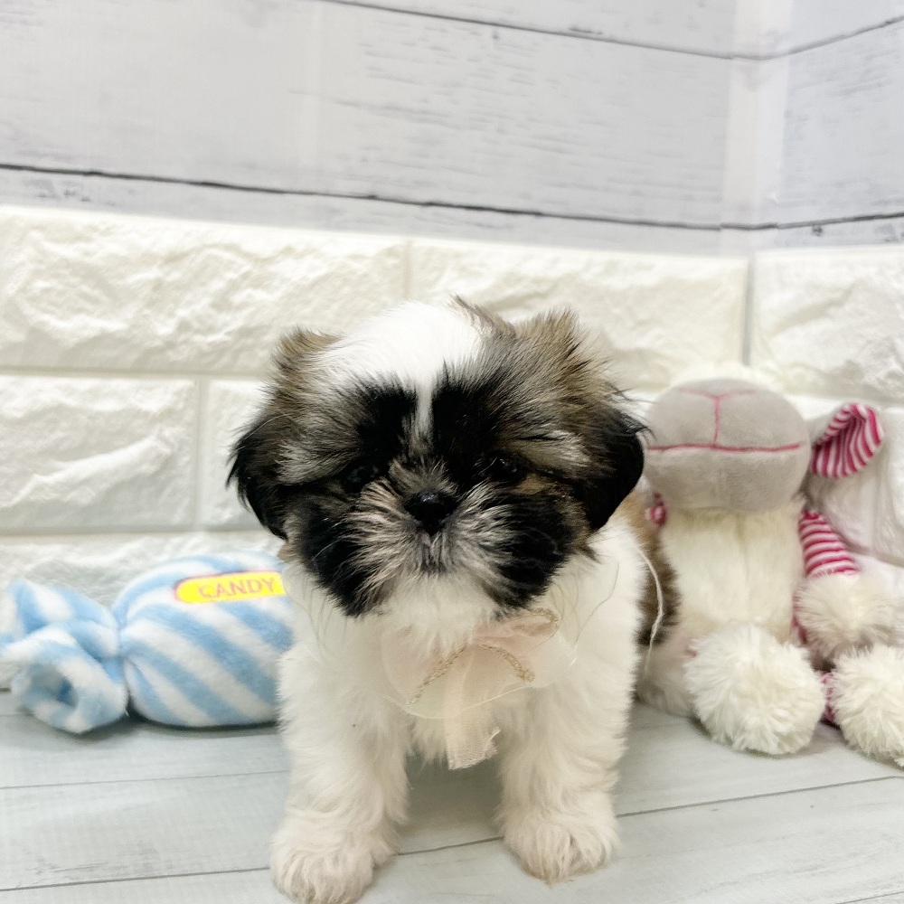 静岡県のシーズー (犬の家＆猫の里アミーゴ浜松和田店/2026年7月19日生まれ/女の子/ゴールドホワイト)の子犬の3枚目の画像