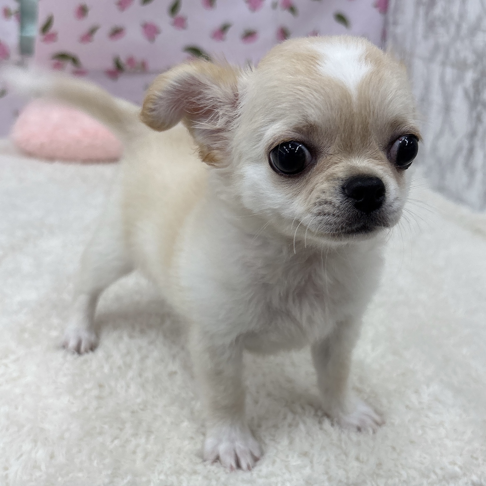 愛知県のチワワ(ロング) (犬の家＆猫の里エアポートウォーク店/2026年4月28日生まれ/女の子/クリームホワイト)の子犬の3枚目の画像