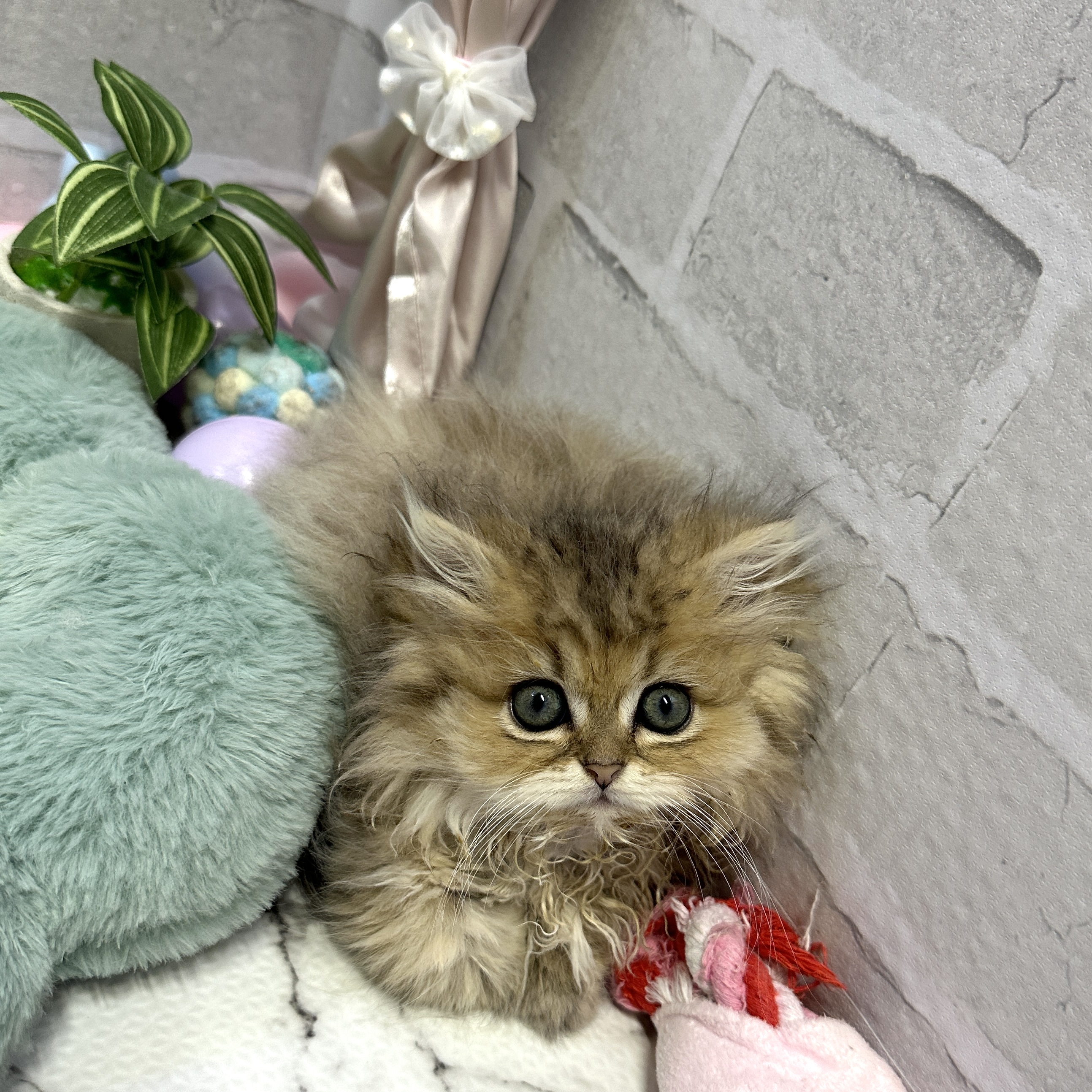 愛知県のペルシャ (犬の家＆猫の里岡崎店/2025年9月8日生まれ/女の子/チンチラゴールデン)の子猫の3枚目の画像