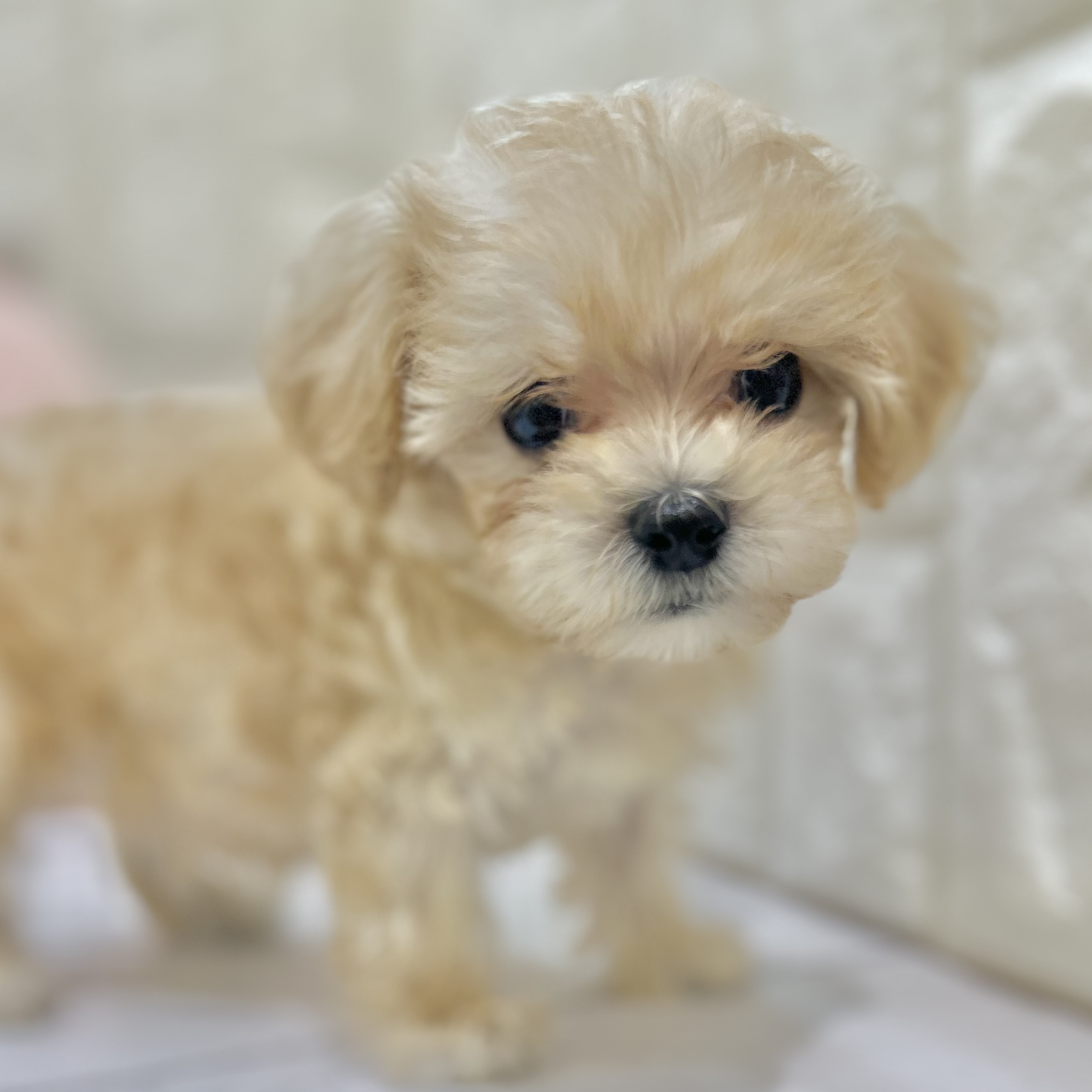 岡山県のマルプー(マルチーズ×プードル) (犬の家＆猫の里倉敷店/2025年6月27日生まれ/男の子/クリーム)の子犬の3枚目の画像