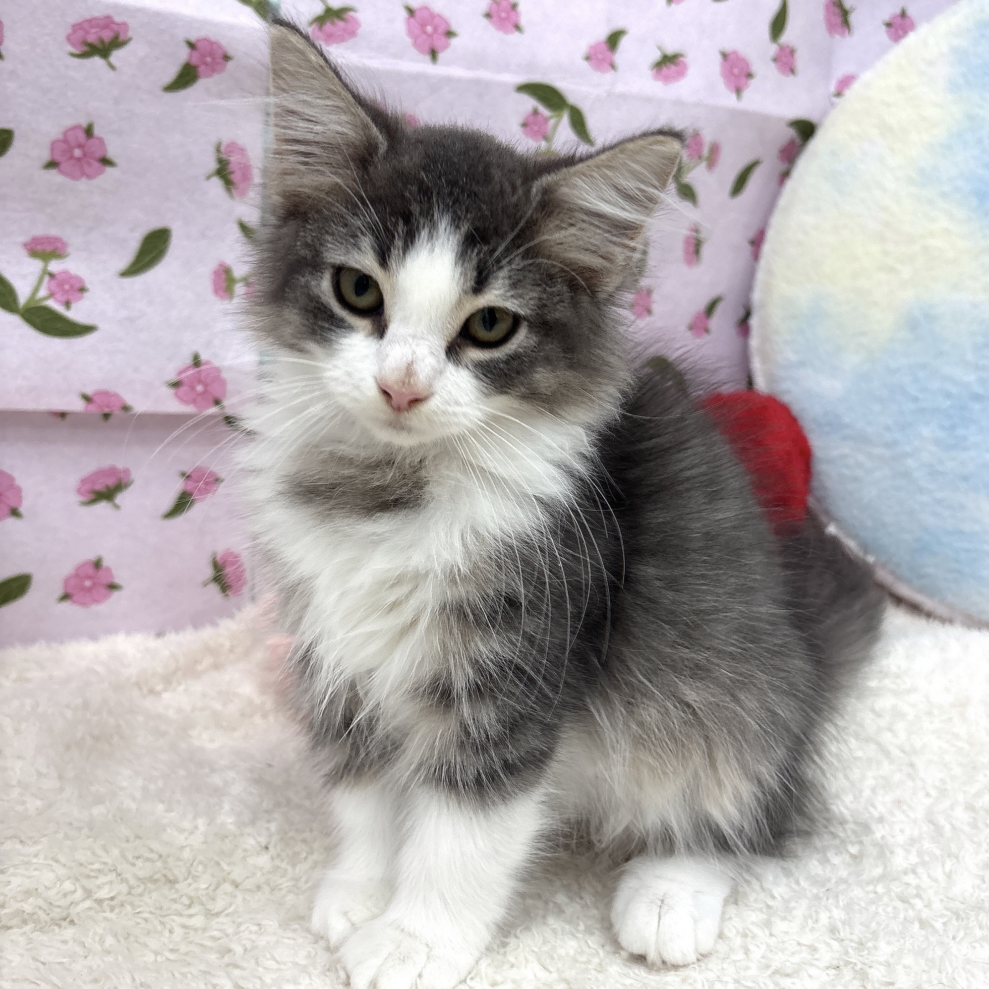愛知県のノルウェージャンフォレストキャット (犬の家＆猫の里エアポートウォーク店/2026年3月28日生まれ/女の子/ブルータビーホワイト)の子猫の3枚目の画像