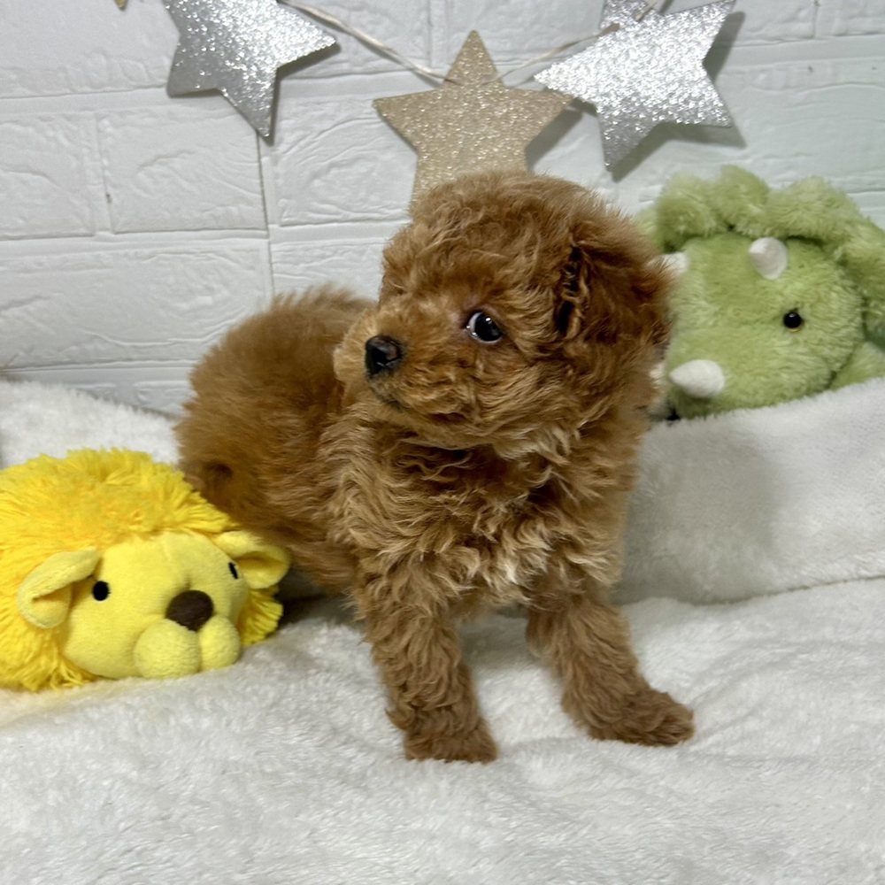 兵庫県のトイプードル(トイ) (犬の家＆猫の里ニッケパークタウン加古川店/2026年1月9日生まれ/男の子/レッドフォーン)の子犬の3枚目の画像