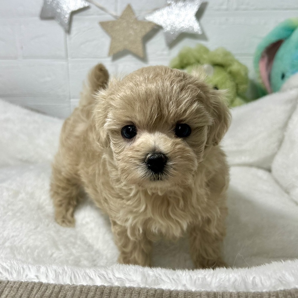 兵庫県のマルプー(マルチーズ×プードル) (犬の家＆猫の里ニッケパークタウン加古川店/2026年1月10日生まれ/女の子/アプリコット)の子犬の3枚目の画像