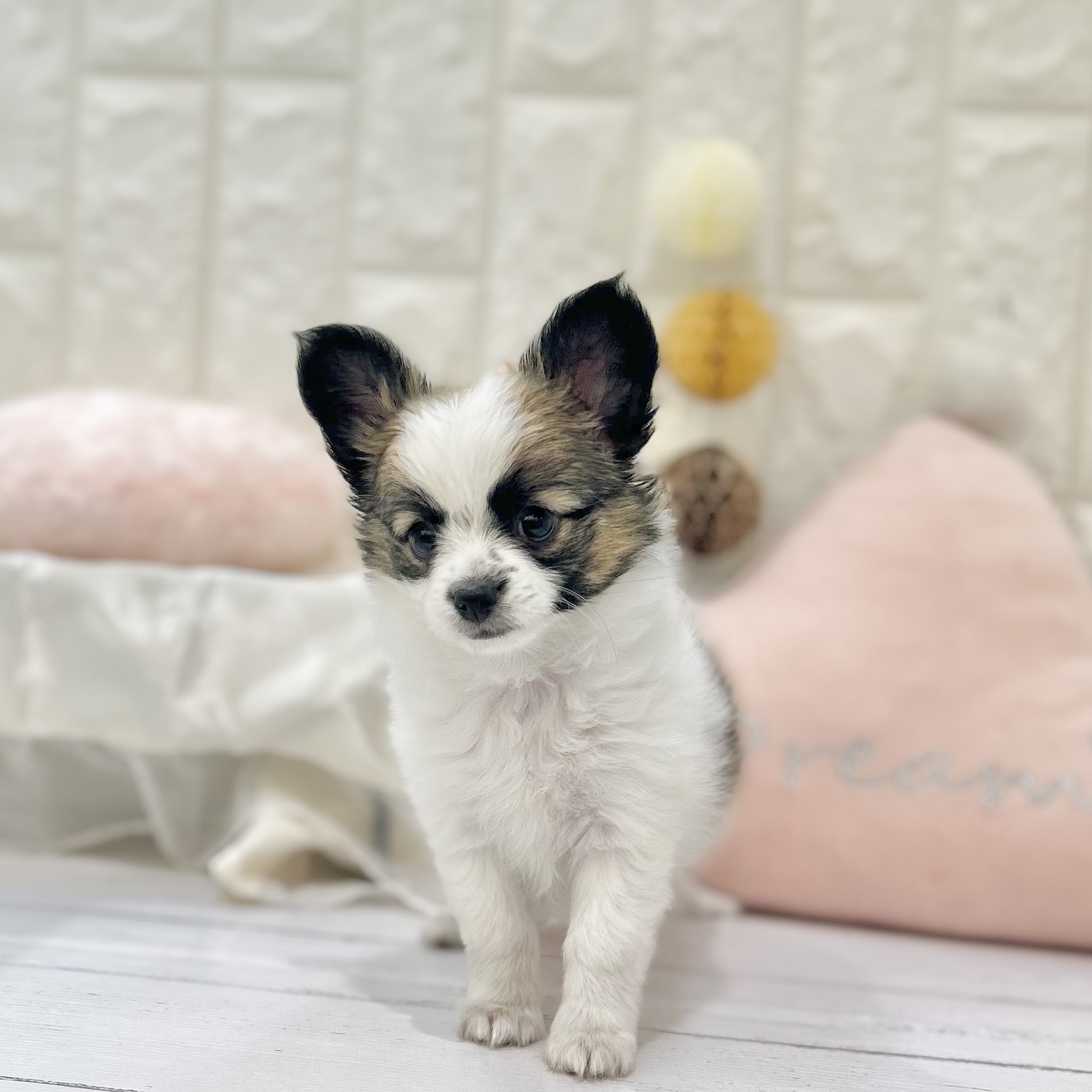 岡山県のパピチー/チワパピ(パピヨン×チワワ) (犬の家＆猫の里倉敷店/2025年6月27日生まれ/女の子/ホワイトブラウン)の子犬の3枚目の画像
