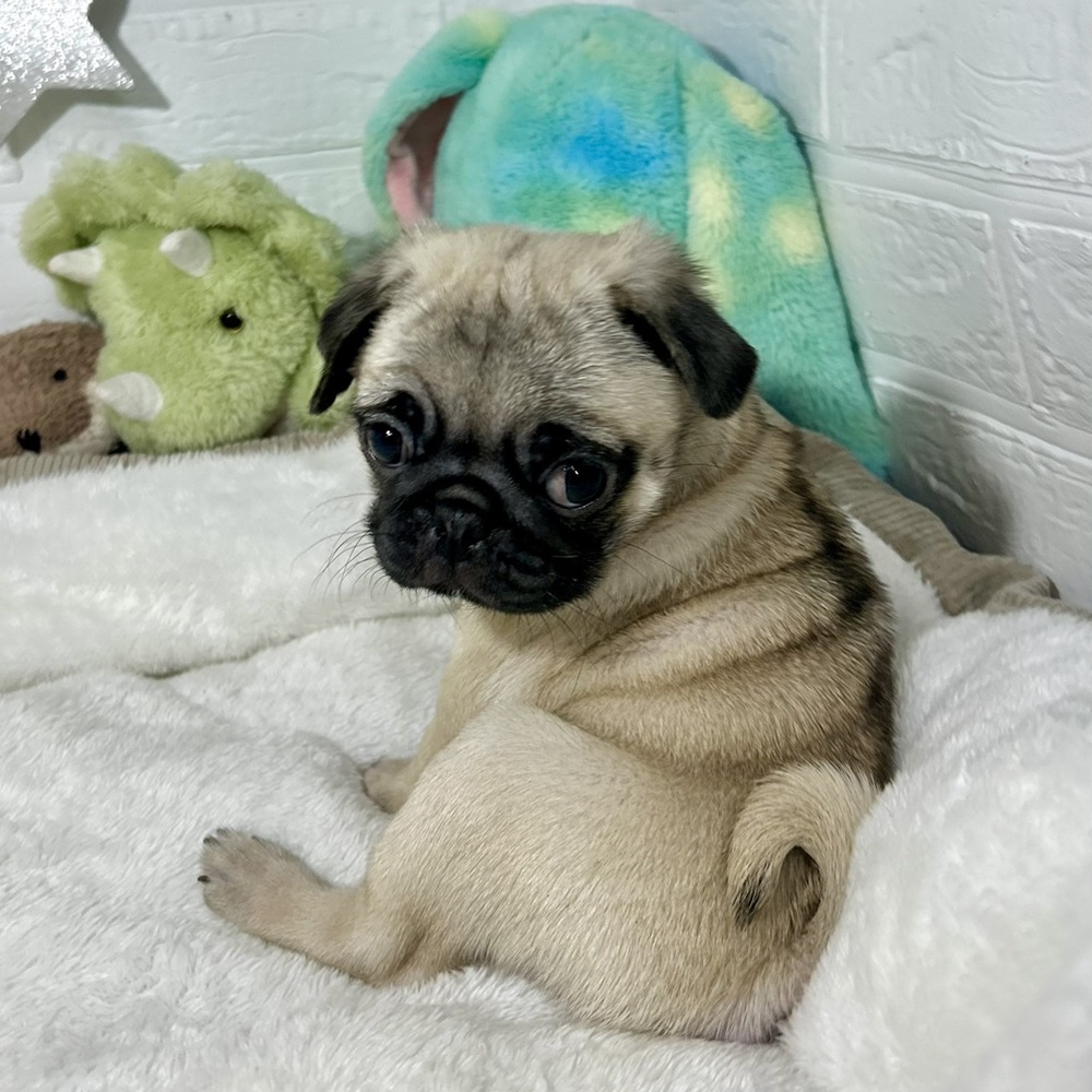 兵庫県のパグ (犬の家＆猫の里ニッケパークタウン加古川店/2026年1月10日生まれ/女の子/フォーン)の子犬の3枚目の画像