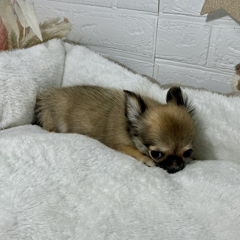 兵庫県のチワワ(ロング) (犬の家＆猫の里ニッケパークタウン加古川店/2026年1月6日生まれ/女の子/レッド)の子犬の3枚目の画像