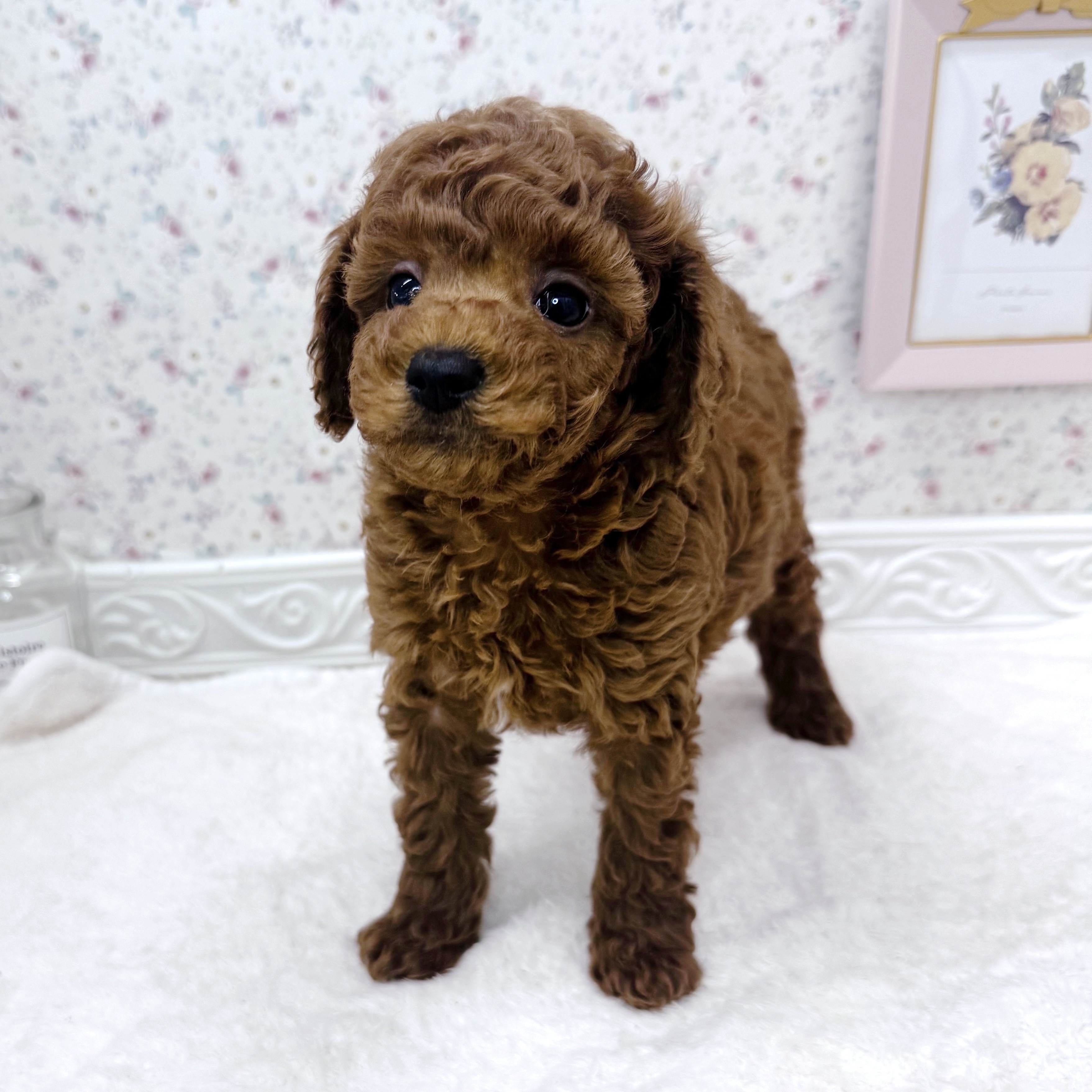 石川県のトイプードル(トイ) (犬の家＆猫の里アミーゴ金沢有松店/2025年8月24日生まれ/男の子/レッド)の子犬の3枚目の画像