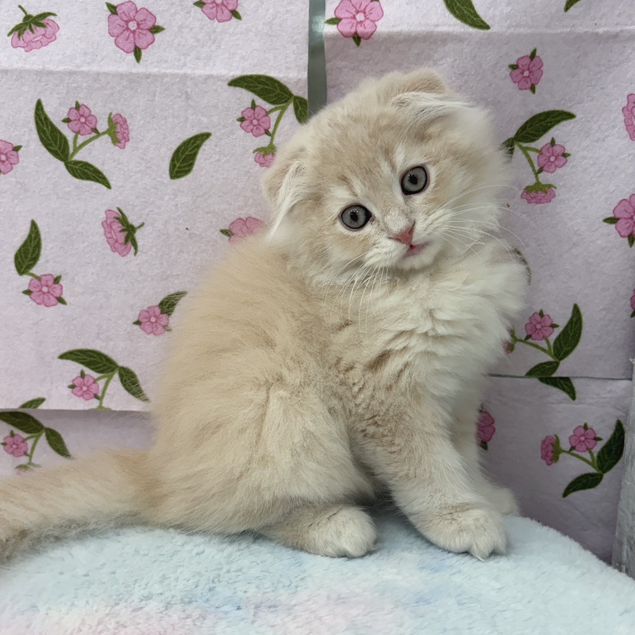 愛知県のスコティッシュフォールド (犬の家＆猫の里エアポートウォーク店/2026年6月4日生まれ/男の子/クリームタビーホワイト)の子猫の3枚目の画像