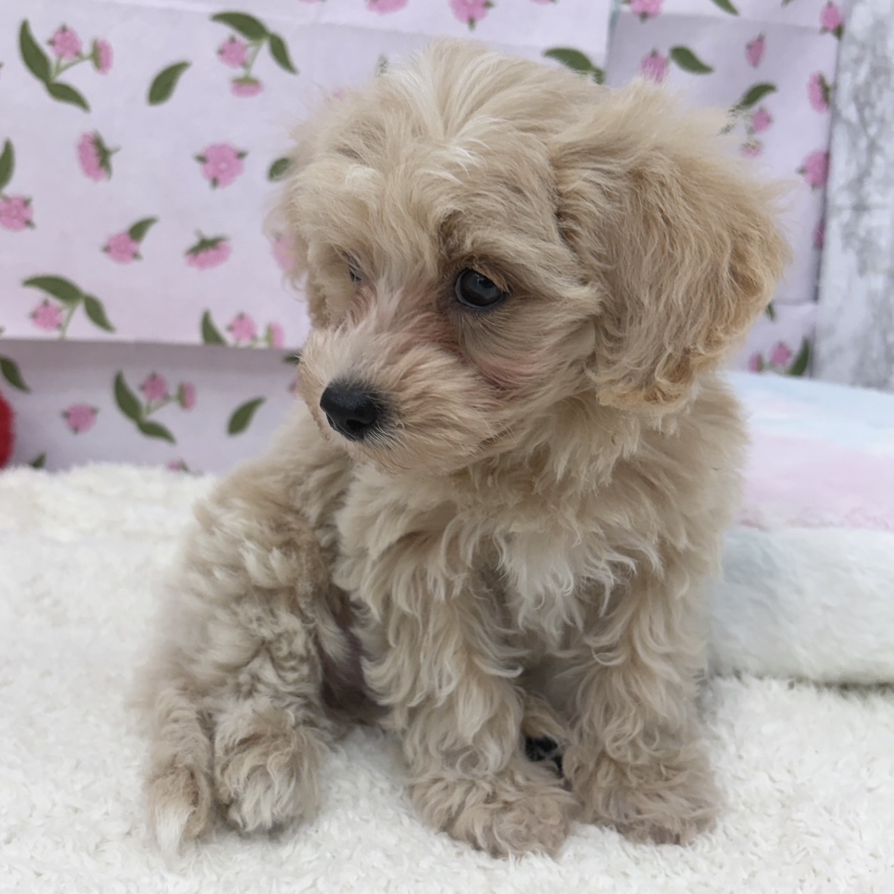 愛知県のマルプー(マルチーズ×プードル) (犬の家＆猫の里エアポートウォーク店/2026年6月4日生まれ/男の子/クリームホワイト)の子犬の3枚目の画像