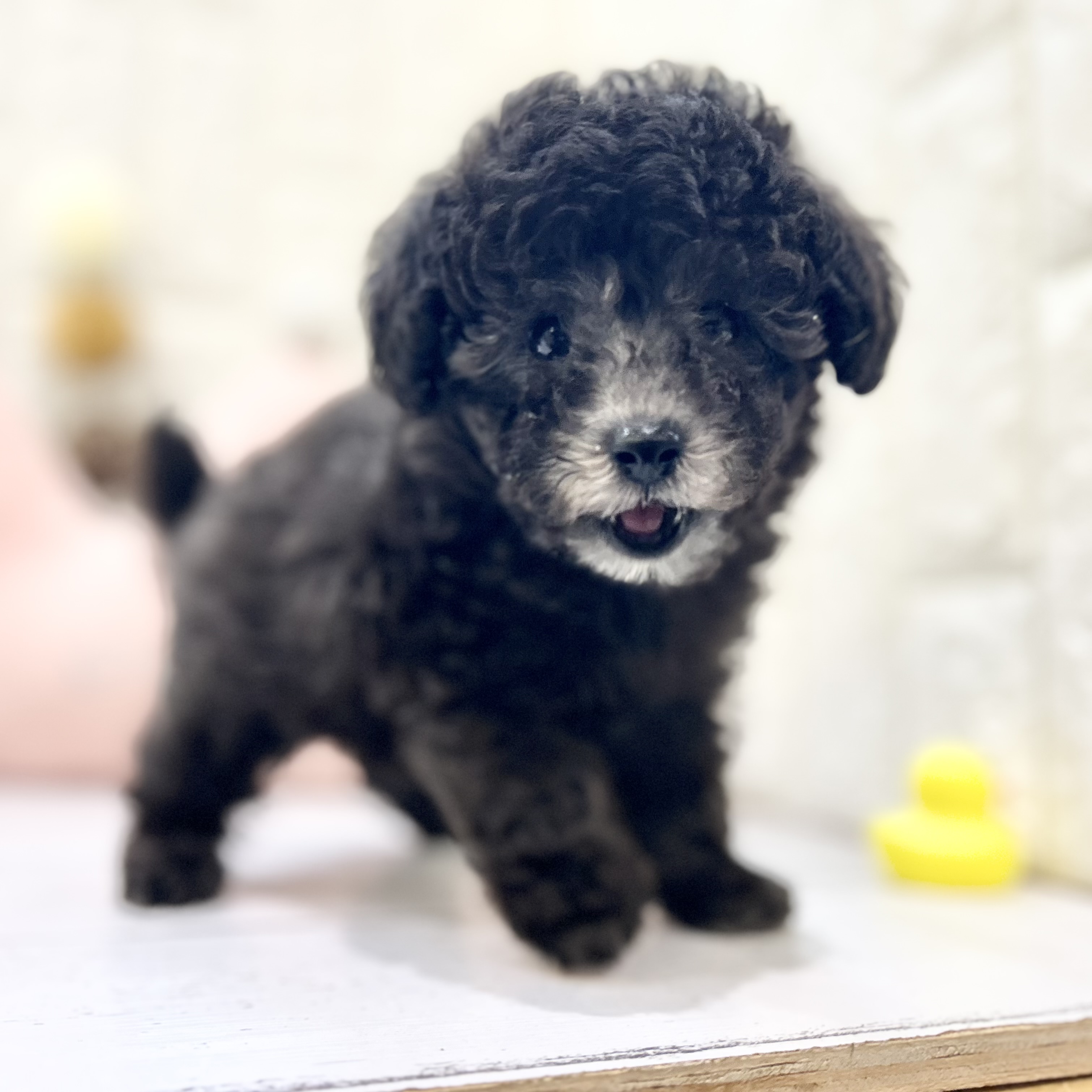 岡山県のタイニープードル (犬の家＆猫の里倉敷店/2025年6月25日生まれ/男の子/シルバー)の子犬の3枚目の画像