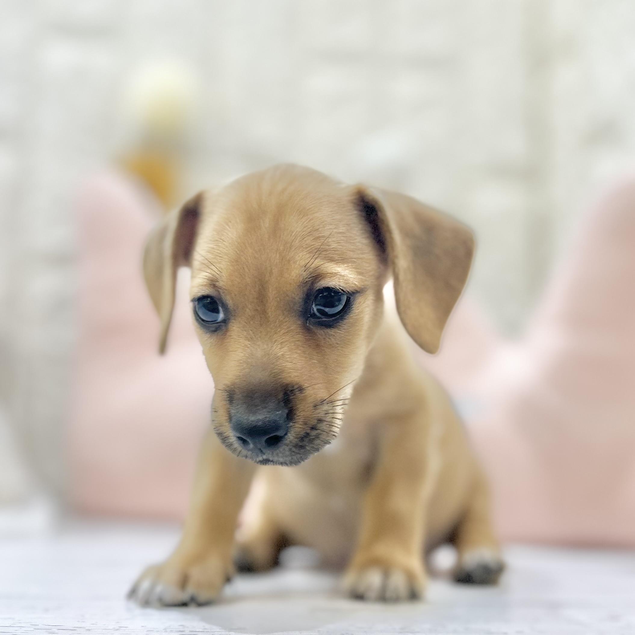 岡山県のハーフ犬・ミックス犬 (犬の家＆猫の里倉敷店/2025年6月21日生まれ/男の子/レッド)の子犬の3枚目の画像
