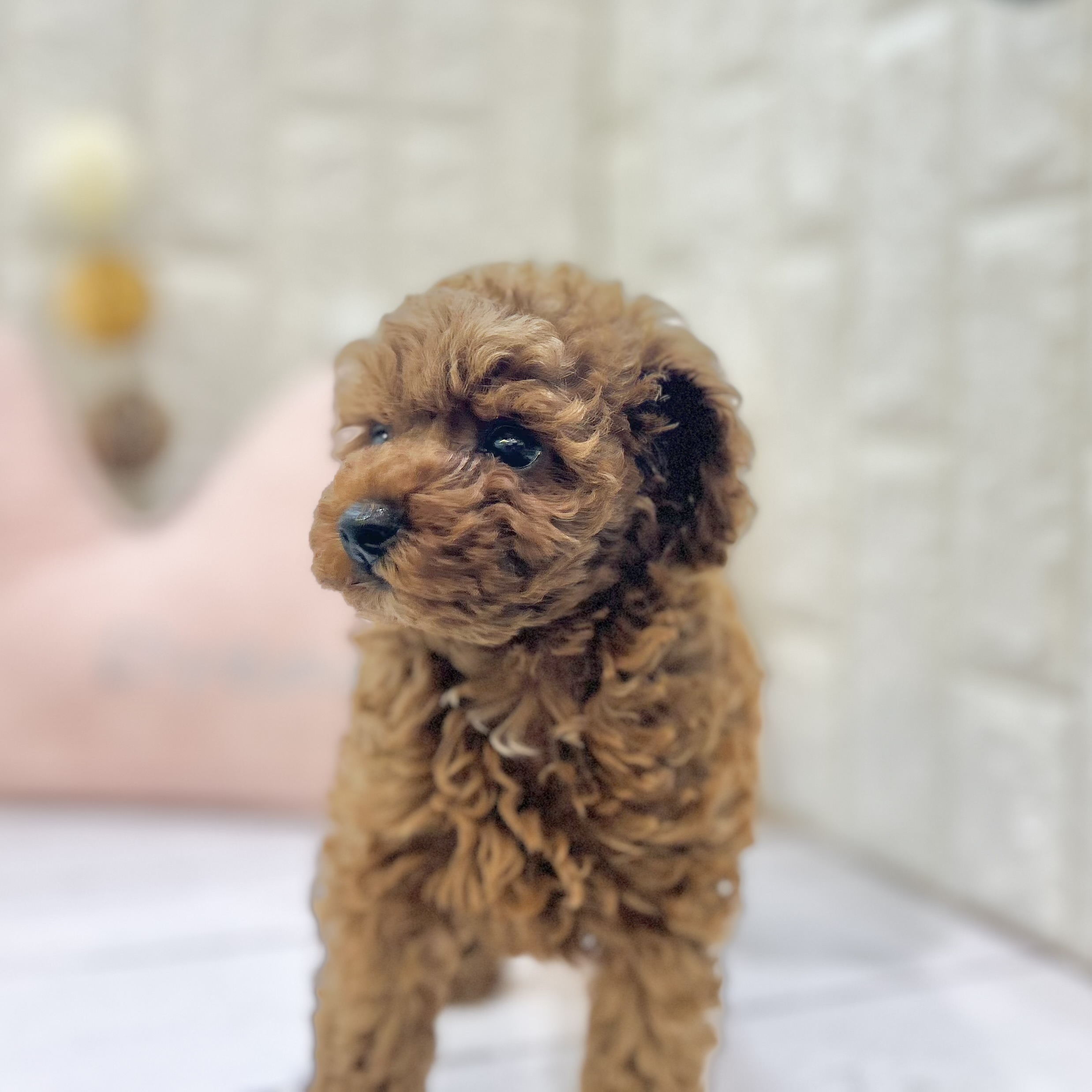 岡山県のトイプードル(トイ) (犬の家＆猫の里倉敷店/2025年6月28日生まれ/女の子/レッド)の子犬の3枚目の画像