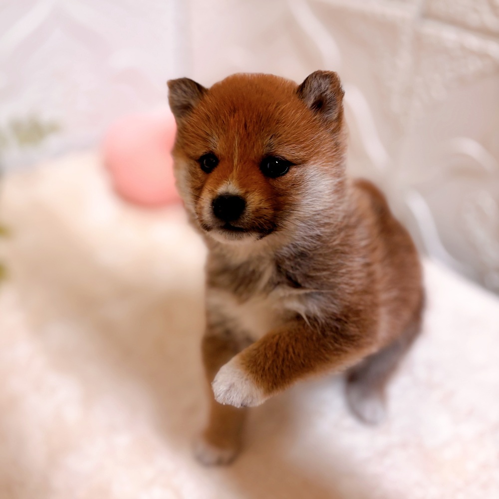 愛知県の柴犬(標準サイズ) (犬の家＆猫の里岡崎店/2026年2月22日生まれ/女の子/赤)の子犬の3枚目の画像