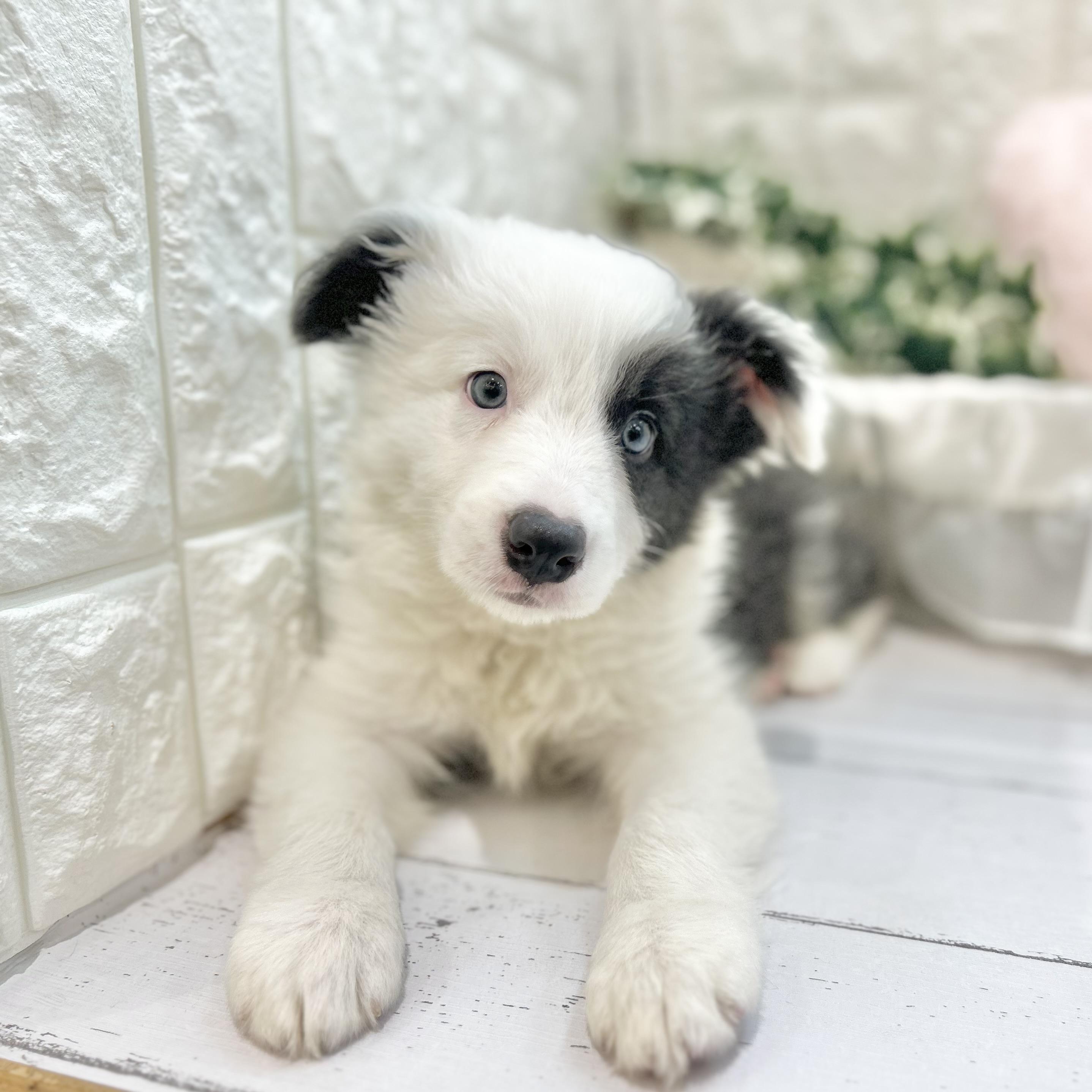 岡山県のボーダーコリー (犬の家＆猫の里倉敷店/2025年6月29日生まれ/男の子/ブルーホワイト)の子犬の3枚目の画像