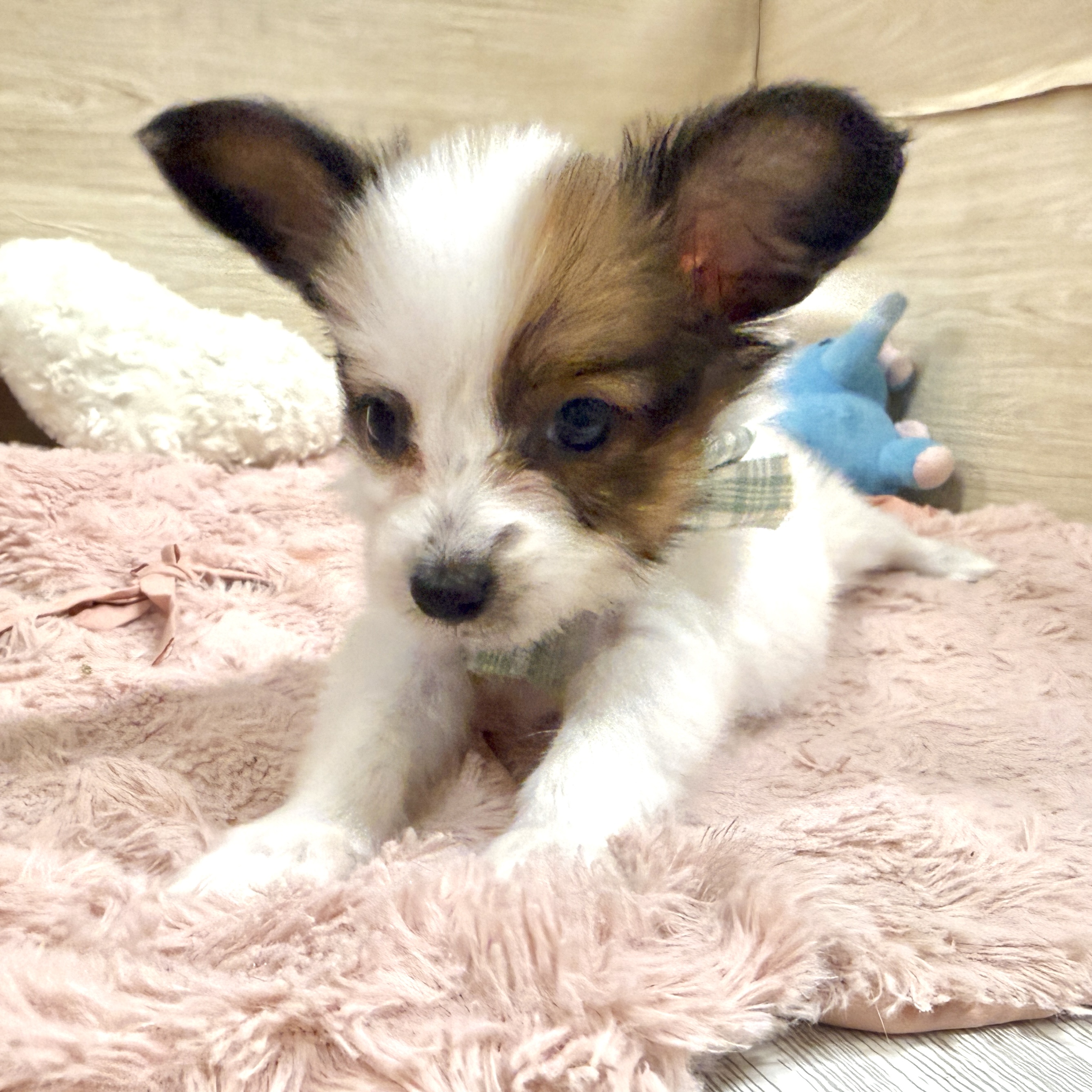 大阪府のパピヨン (犬の家＆猫の里そよら東岸和田店/2026年7月25日生まれ/女の子/ホワイトブラウン)の子犬の3枚目の画像
