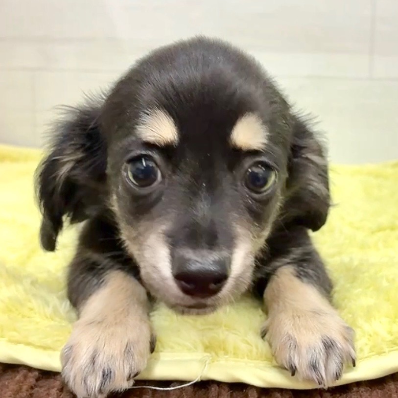 愛知県のチワックス(チワワ×ダックス) (犬の家＆猫の里碧南店/2025年12月9日生まれ/女の子/ブラッククリーム)の子犬の3枚目の画像