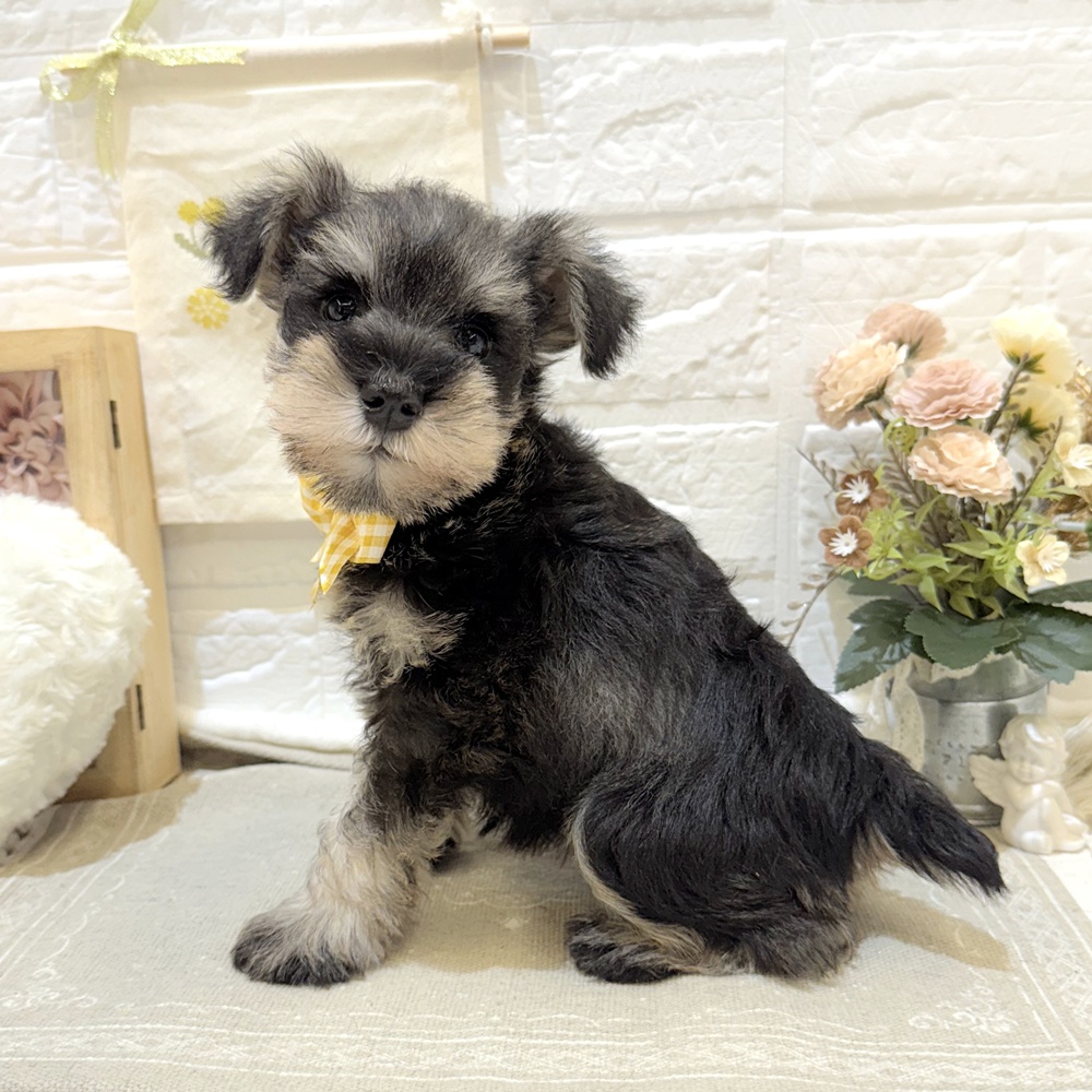 静岡県のミニチュアシュナウザー (犬の家＆猫の里富士店/2025年7月21日生まれ/女の子/ソルトペッパー)の子犬の3枚目の画像