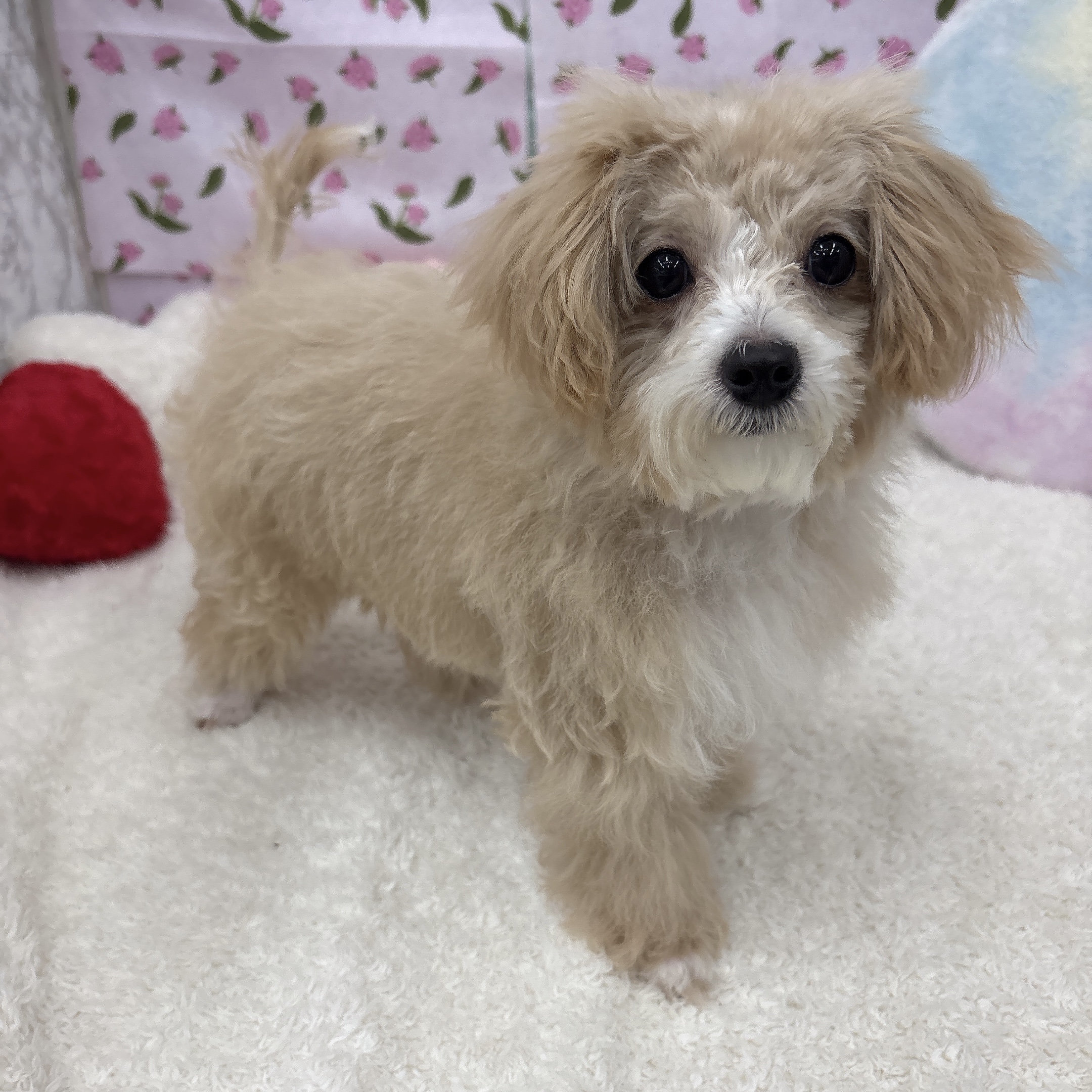 愛知県のマルプー(マルチーズ×プードル) (犬の家＆猫の里エアポートウォーク店/2026年3月5日生まれ/男の子/クリームホワイト)の子犬の3枚目の画像