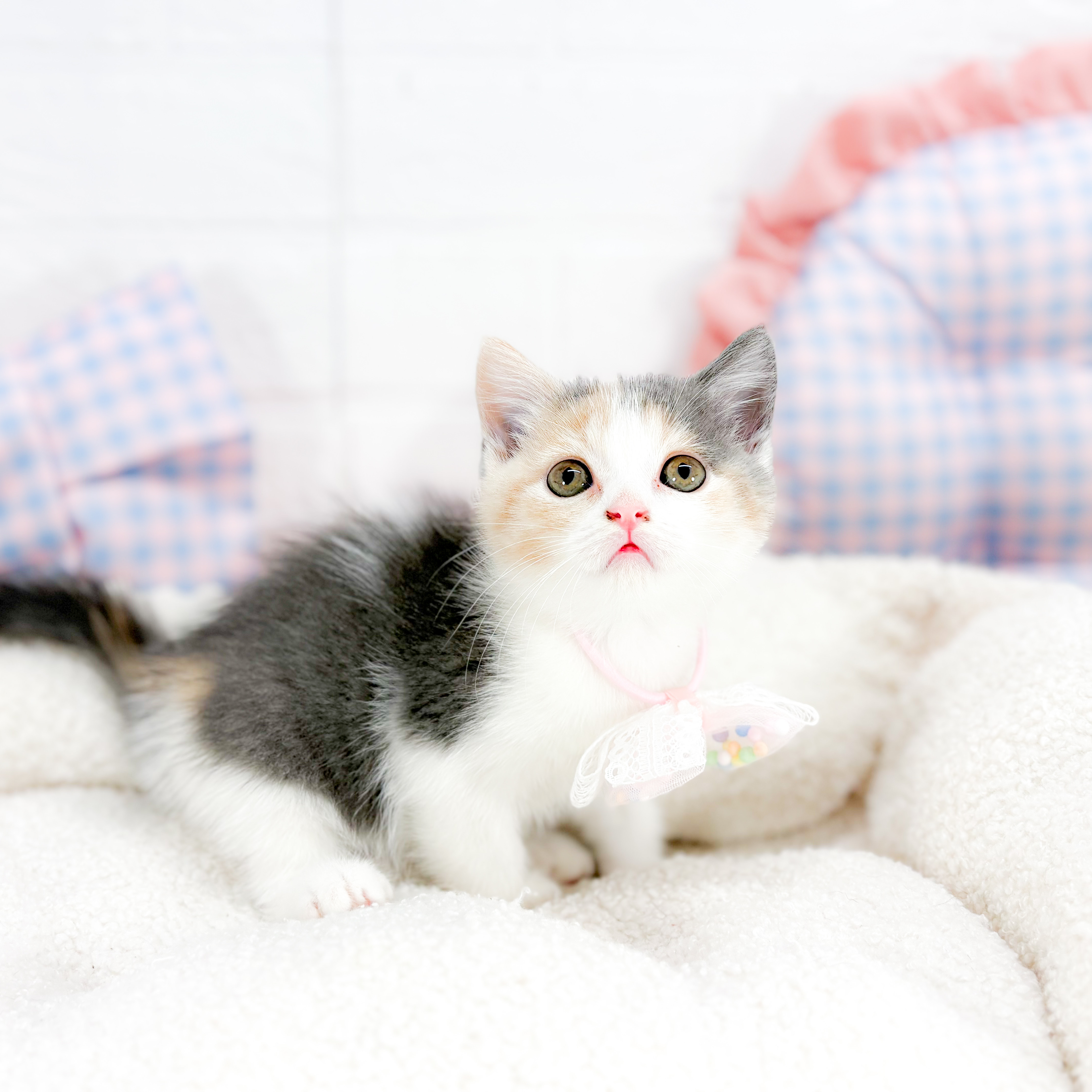 神奈川県のブリティッシュショートヘアー (犬の家＆猫の里元住吉ブレーメン通り店/2025年7月29日生まれ/女の子/ダイリュートキャリコ)の子猫の3枚目の画像