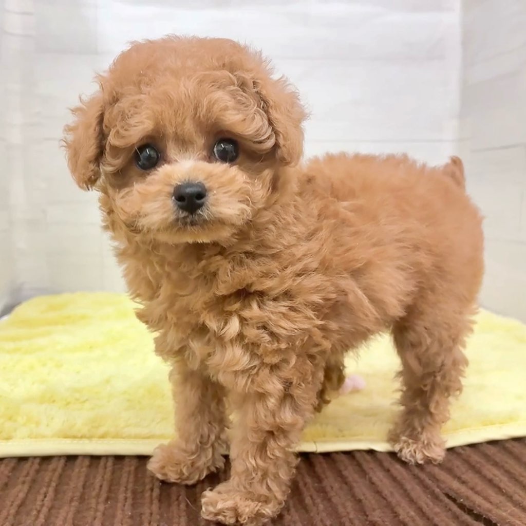 愛知県のトイプードル(トイ) (犬の家＆猫の里碧南店/2025年12月16日生まれ/女の子/オレンジフォーン)の子犬の1枚目の画像