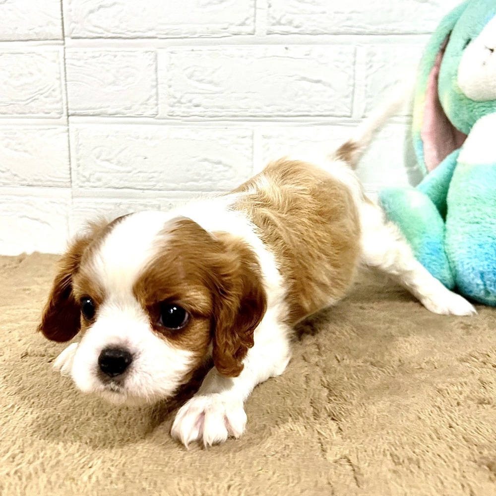 兵庫県のキャバリアキングチャールズスパニエル (犬の家＆猫の里ニッケパークタウン加古川店/2025年8月24日生まれ/男の子/ブレンハイム)の子犬の3枚目の画像