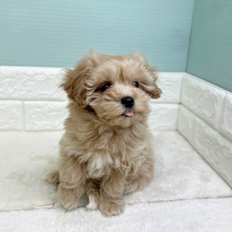 静岡県のマルプー(マルチーズ×プードル) (犬の家＆猫の里マークイズ静岡店/2025年10月30日生まれ/女の子/クリームホワイト)の子犬の1枚目の画像