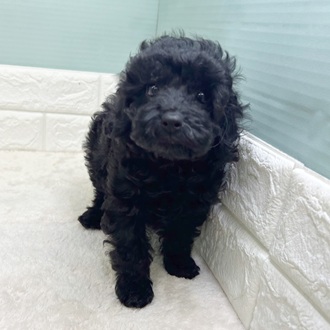 静岡県のトイプードル(トイ) (犬の家＆猫の里マークイズ静岡店/2025年11月1日生まれ/女の子/ブラック)の子犬の3枚目の画像