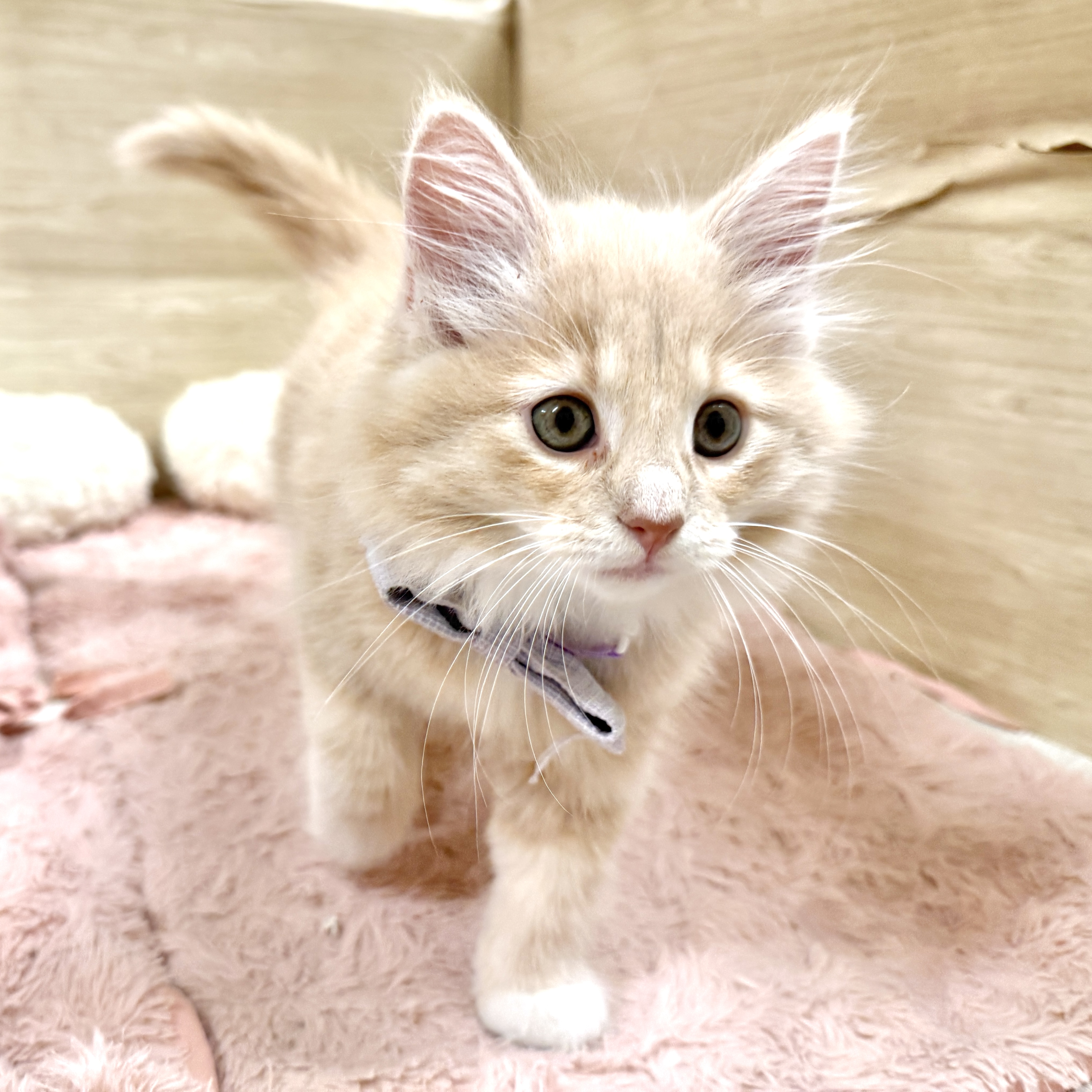 大阪府のノルウェージャンフォレストキャット (犬の家＆猫の里そよら東岸和田店/2026年7月23日生まれ/女の子/クリームタビーホワイト)の子猫の3枚目の画像