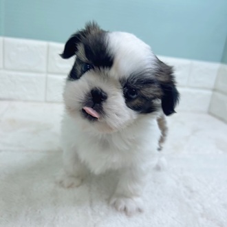 静岡県のシーズー (犬の家＆猫の里マークイズ静岡店/2025年11月3日生まれ/男の子/ホワイトゴールド)の子犬の1枚目の画像
