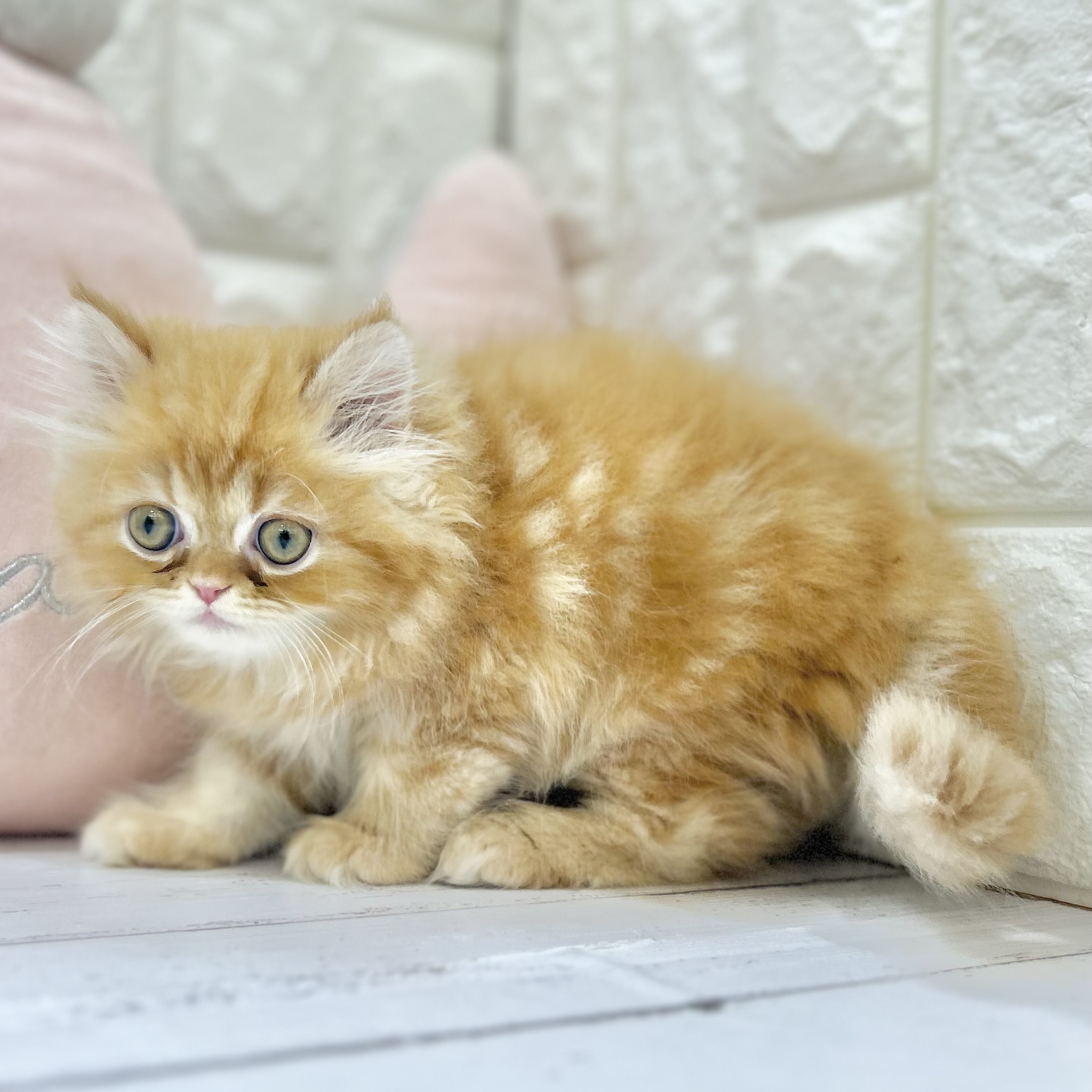 岡山県のエキゾチック (犬の家＆猫の里倉敷店/2025年7月3日生まれ/男の子/レッドタビー)の子猫の3枚目の画像