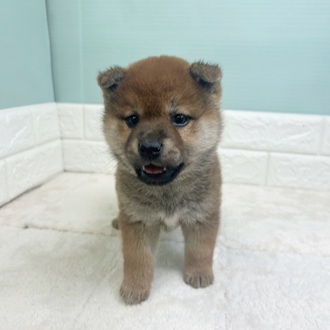 静岡県の柴犬(標準サイズ) (犬の家＆猫の里マークイズ静岡店/2025年11月1日生まれ/女の子/赤)の子犬の3枚目の画像