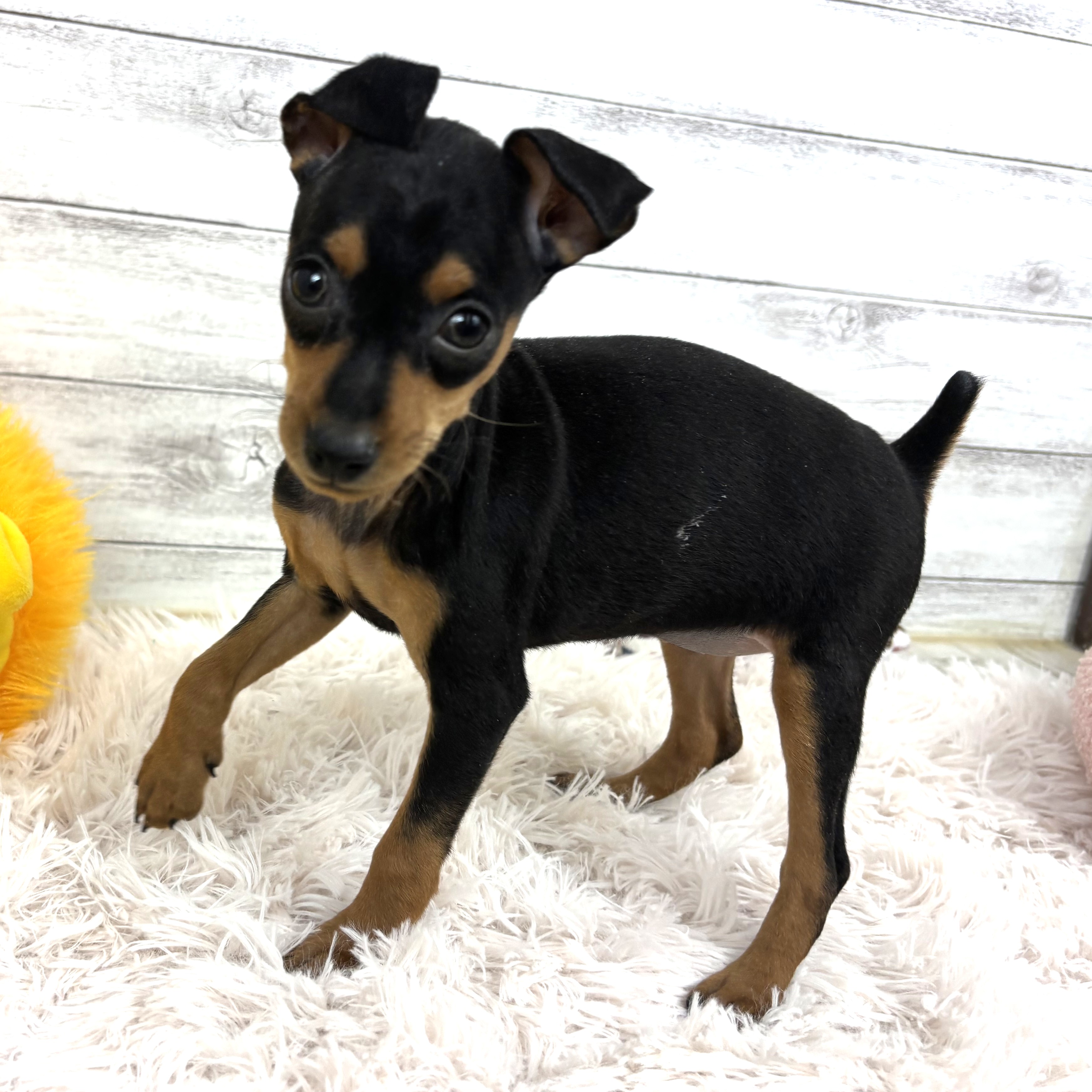 ミニチュアピンシャー女の子の写真