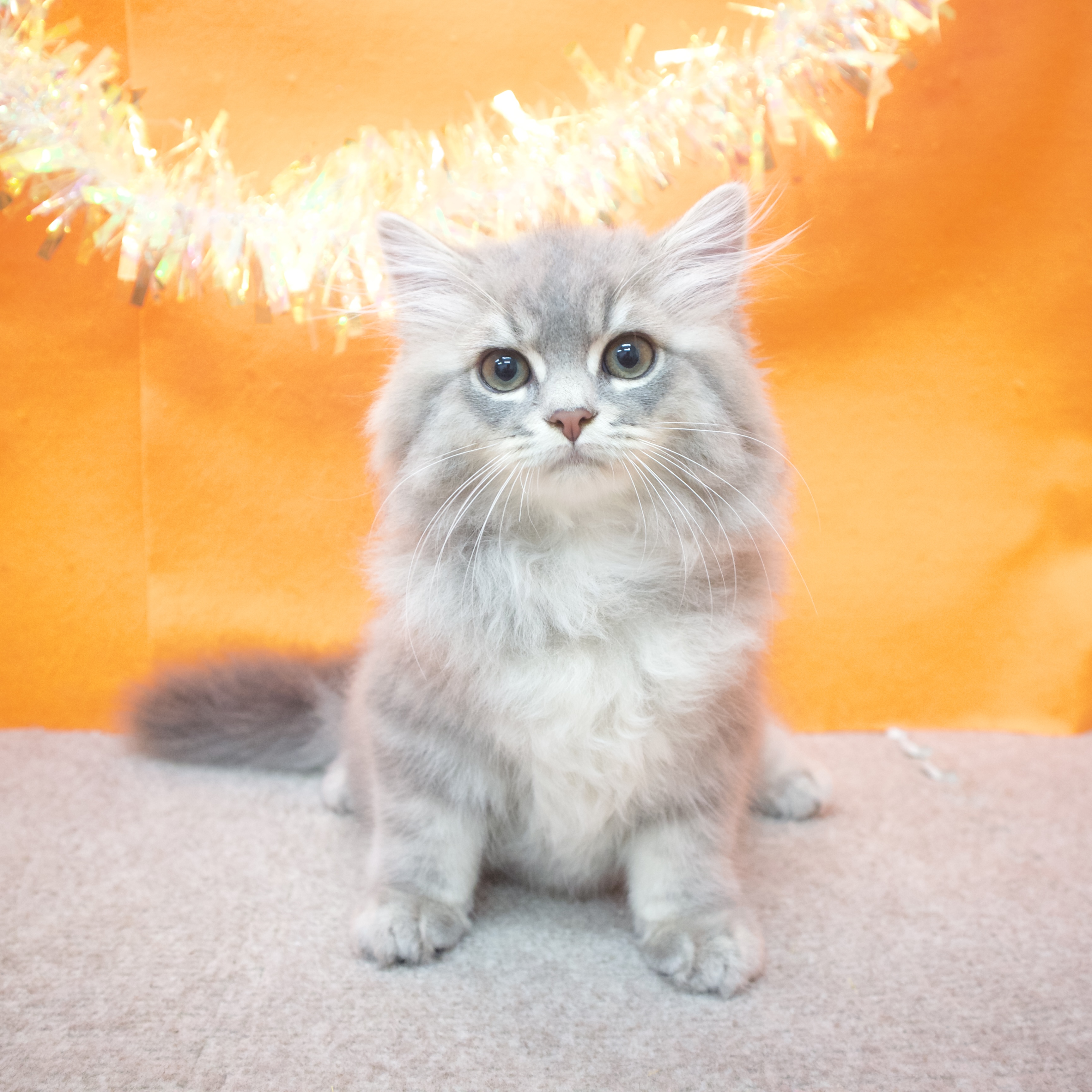 大阪府のスコティッシュストレート (犬の家＆猫の里吹田店/2025年6月26日生まれ/男の子/ブルータビー)の子猫の1枚目の画像
