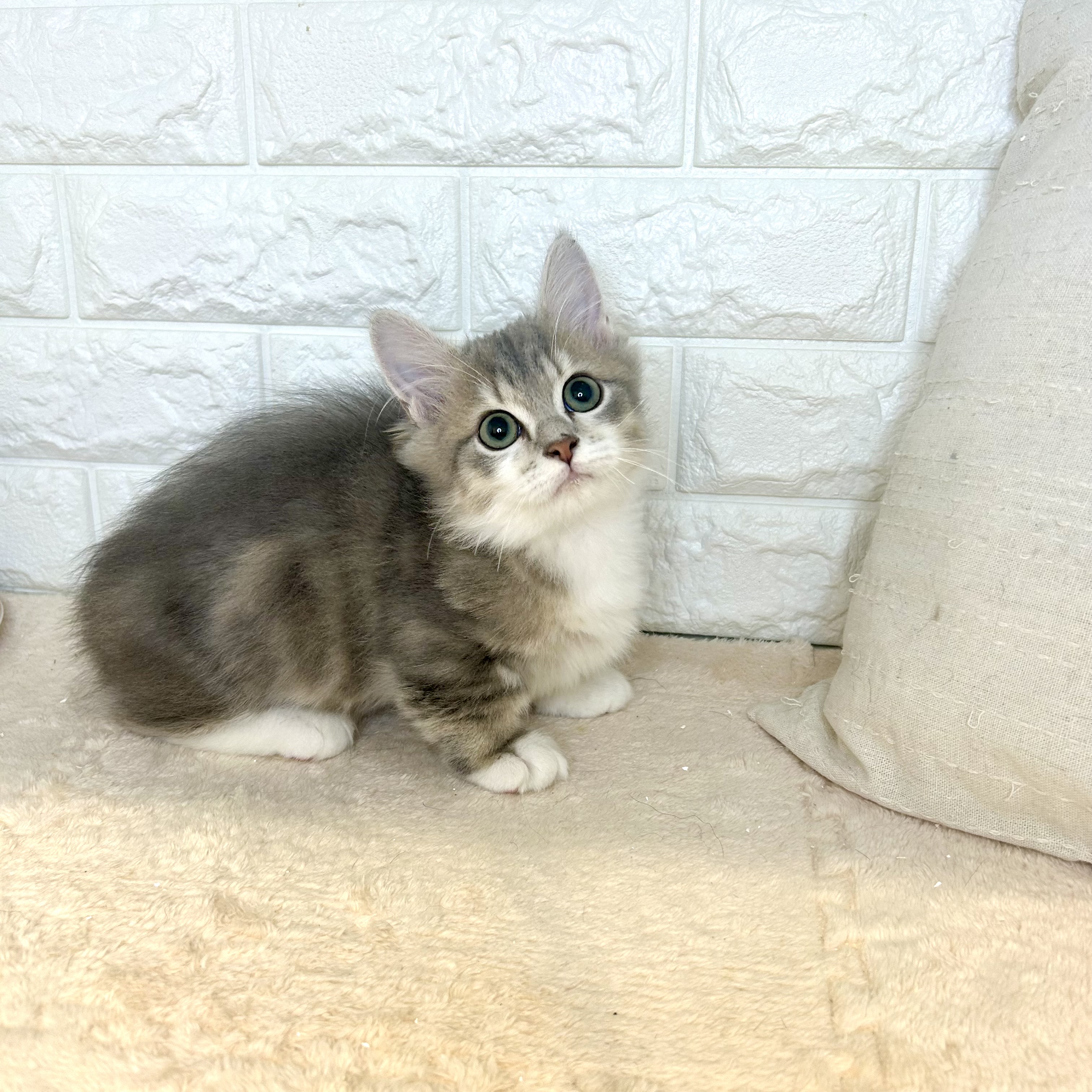東京都のミヌエット (犬の家＆猫の里新宿店/2025年7月8日生まれ/男の子/ブルータビーホワイト)の子猫の3枚目の画像