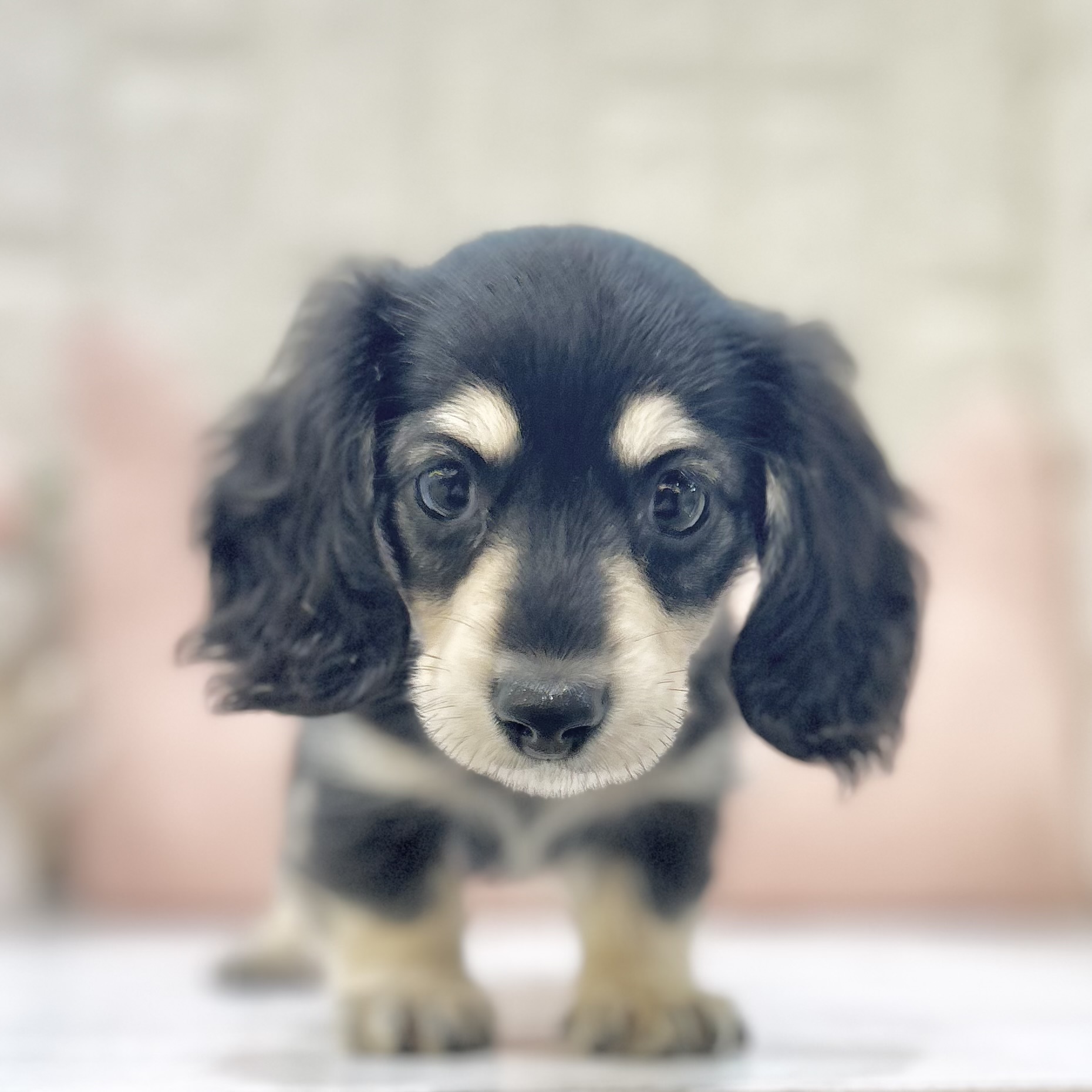 岡山県のミニチュアダックスフンド(ロング) (犬の家＆猫の里倉敷店/2025年7月2日生まれ/男の子/ブラックイエロー)の子犬の1枚目の画像