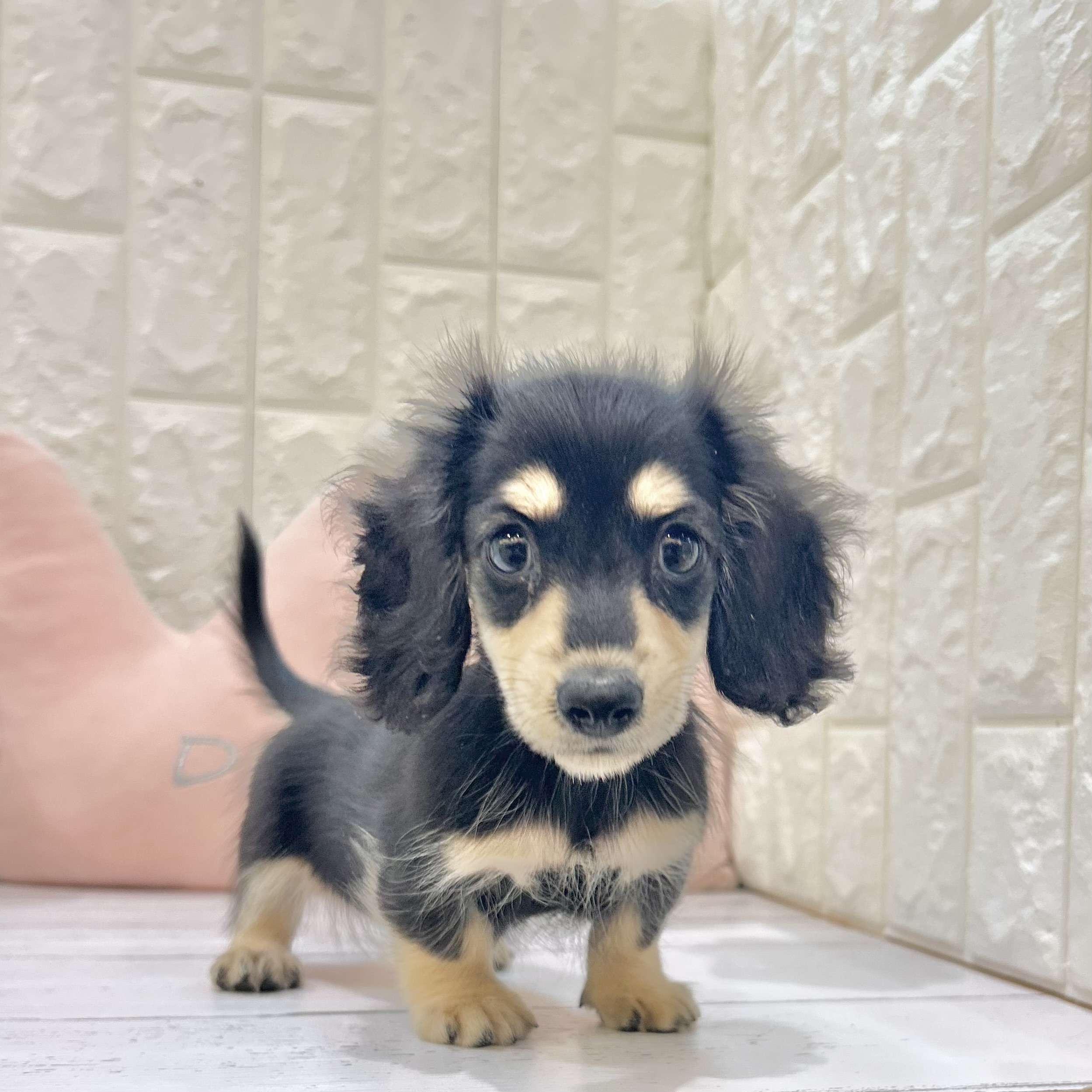 岡山県のミニチュアダックスフンド(ロング) (犬の家＆猫の里倉敷店/2025年6月30日生まれ/女の子/ブラックイエロー)の子犬の1枚目の画像