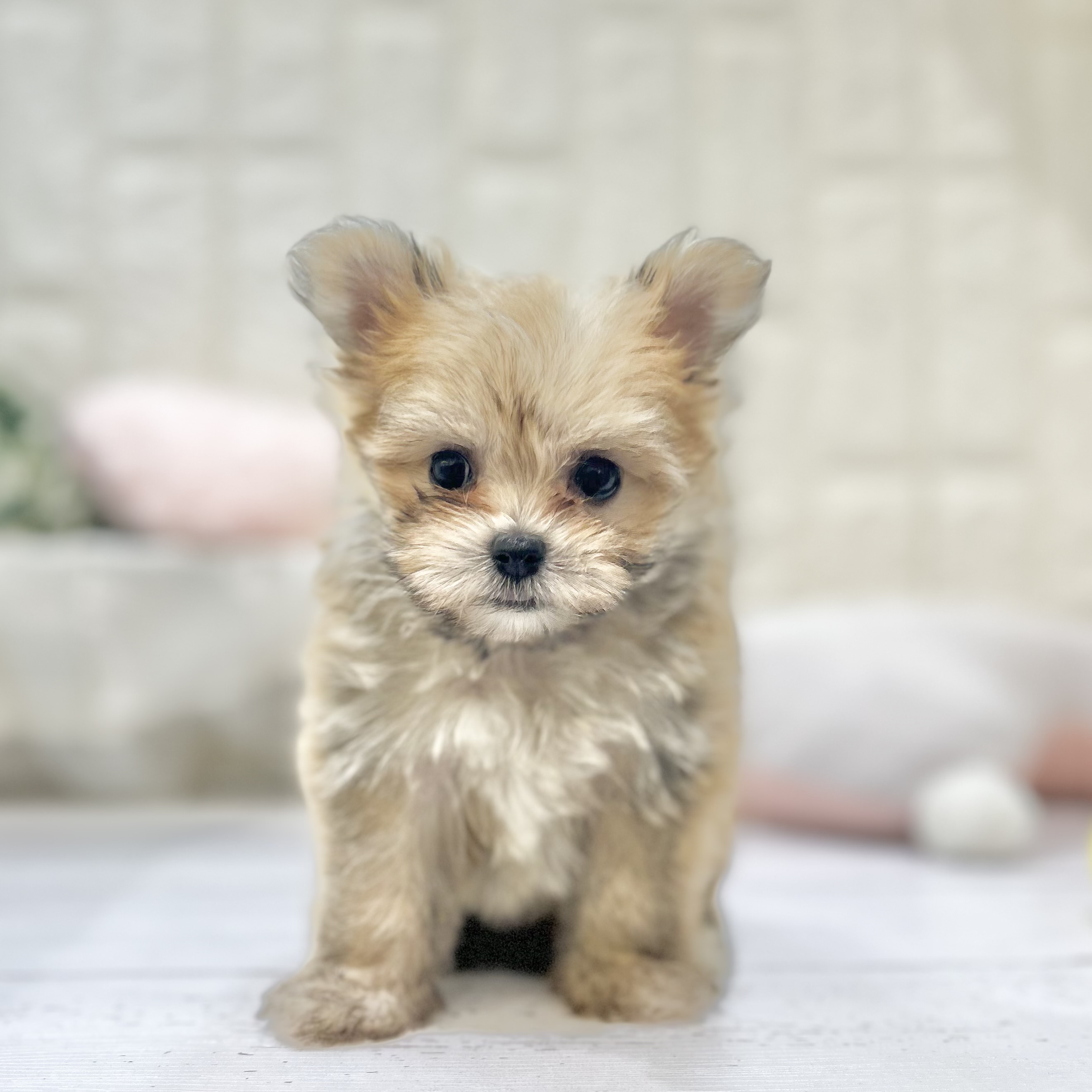 岡山県のポメマル/マルポメ(ポメラニアン×マルチーズ) (犬の家＆猫の里倉敷店/2025年7月6日生まれ/女の子/フォーン)の子犬の3枚目の画像